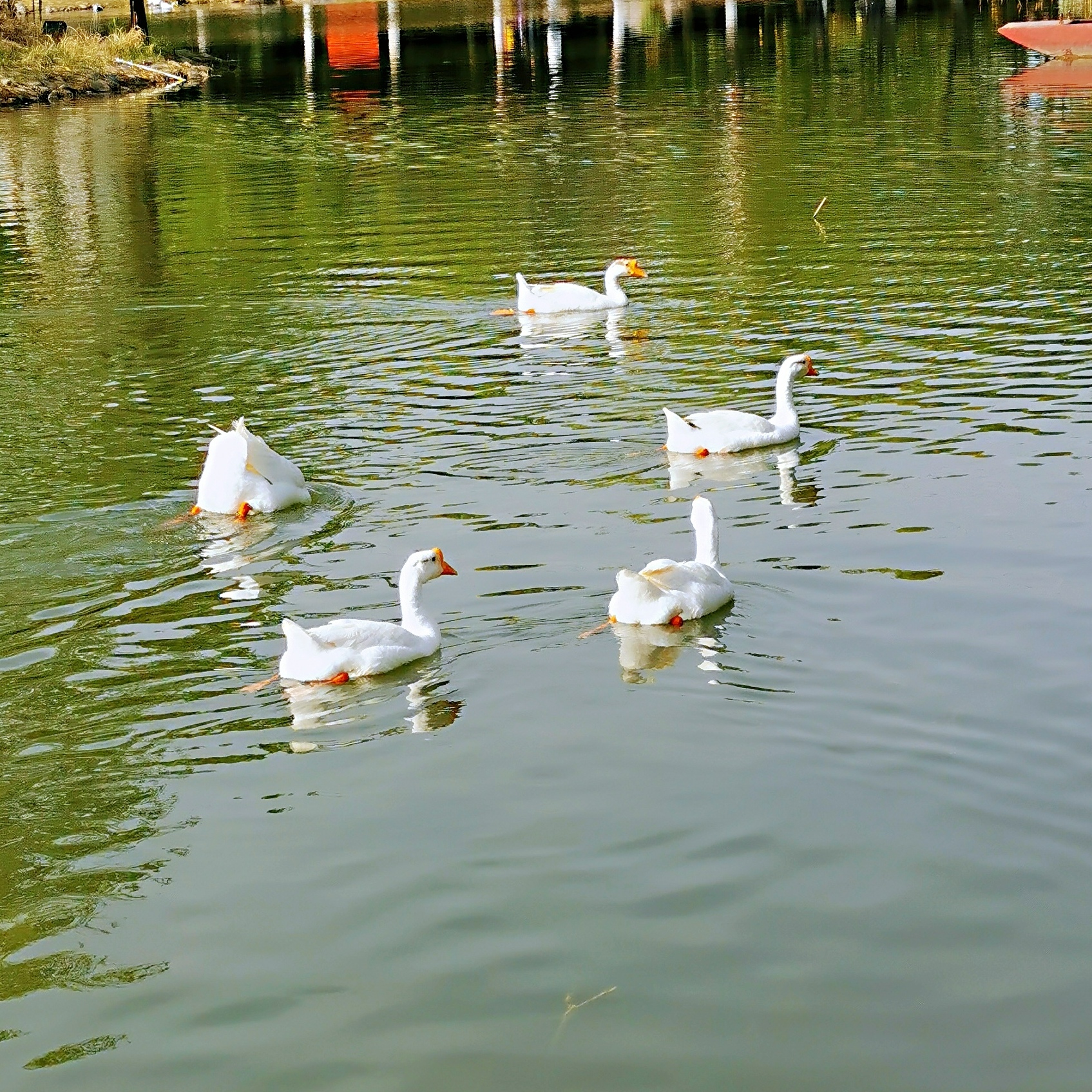 雨过天晴,来到公园小湖边,一群懂人性的大白鹅在观景台上附近