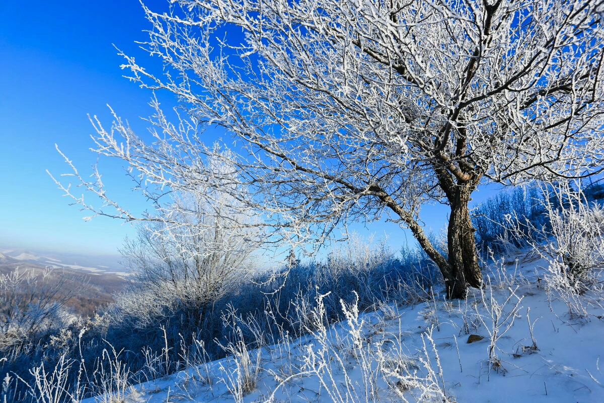 粉妆玉砌东山里