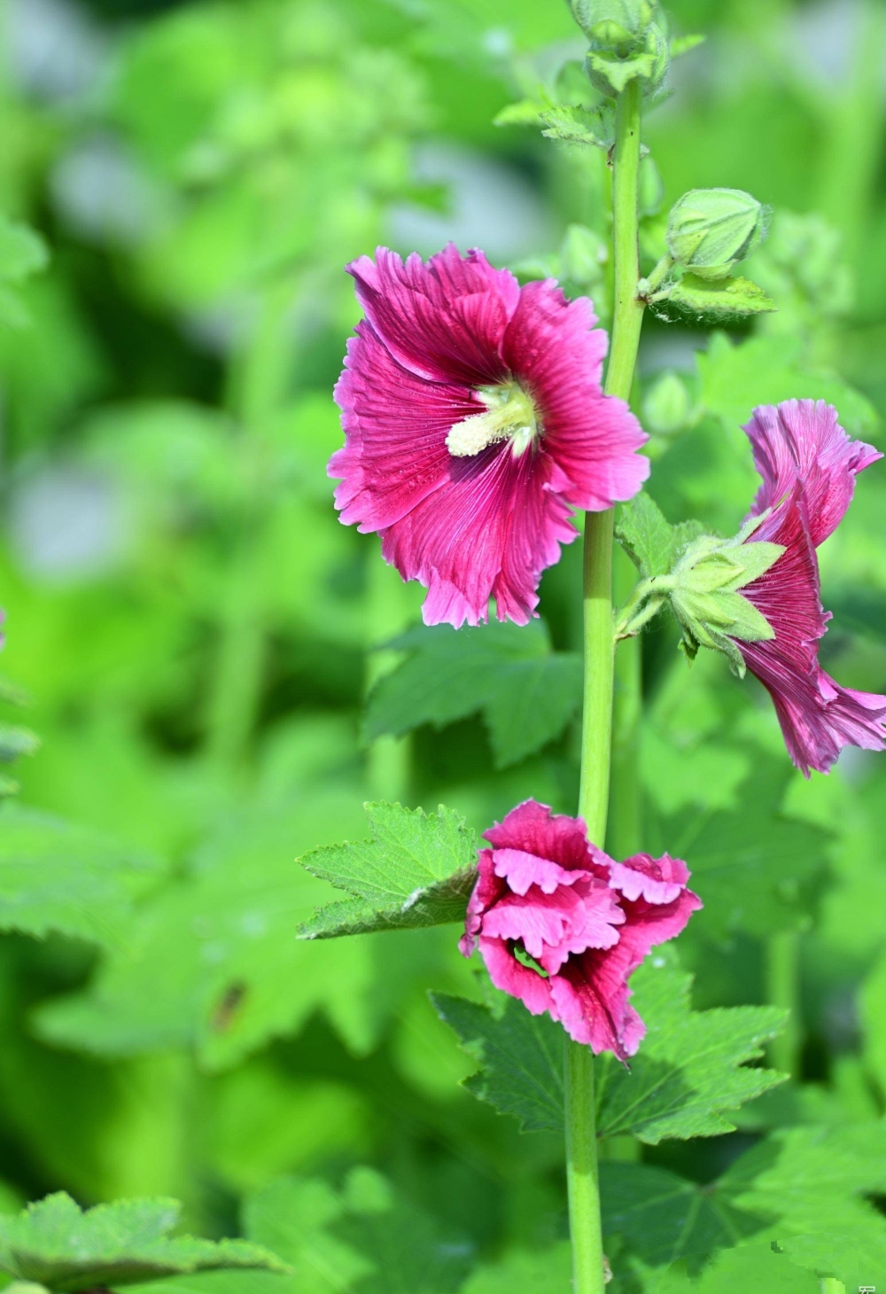 蜀葵花的花語:夢!蜀葵花別稱:一丈紅,大蜀季,戎葵.