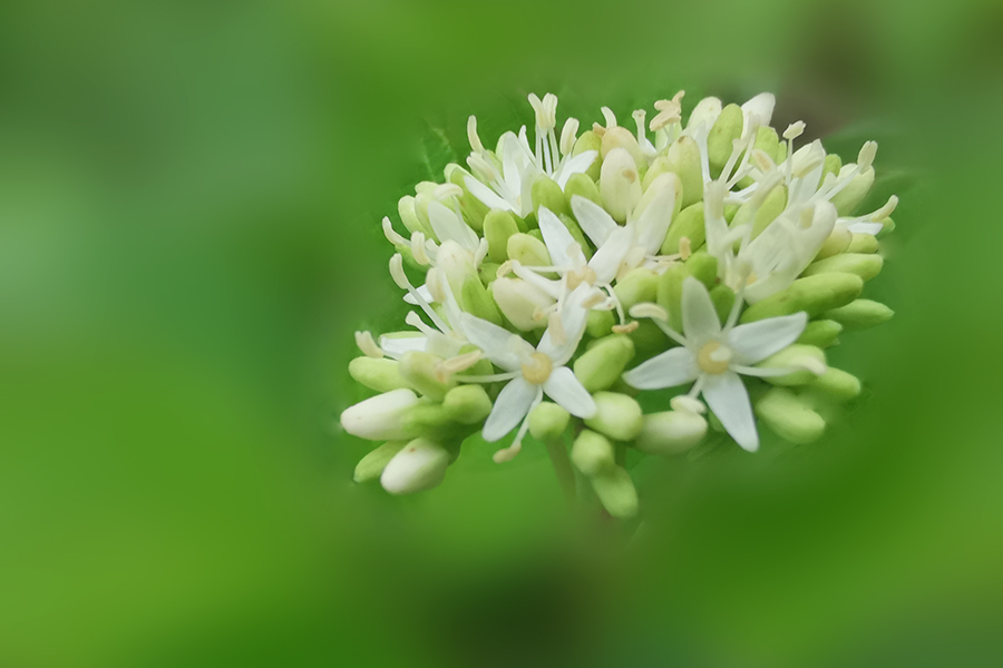 清爽的小梾木花