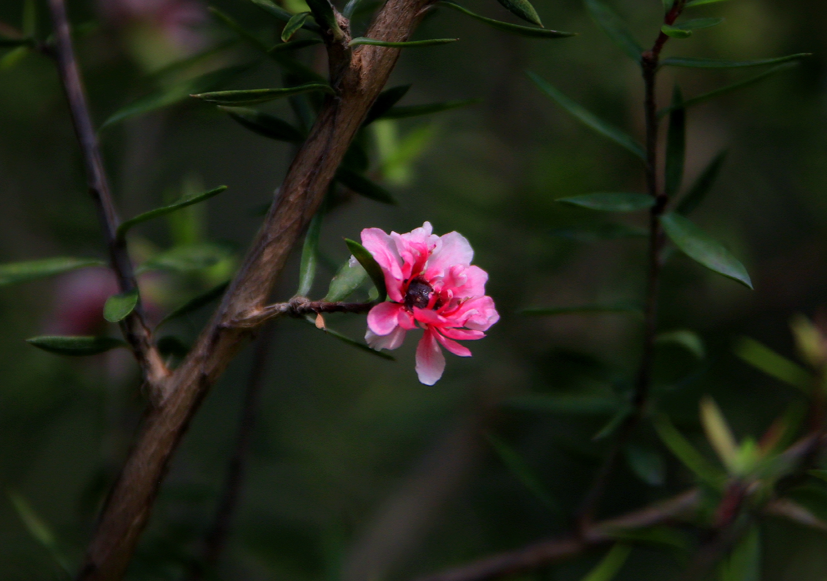 【首發】花開松紅梅