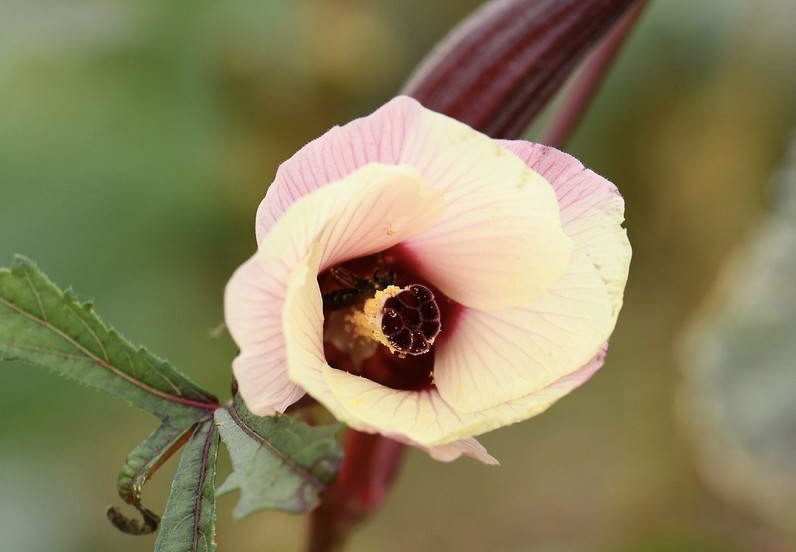 【首发】咖啡黄葵