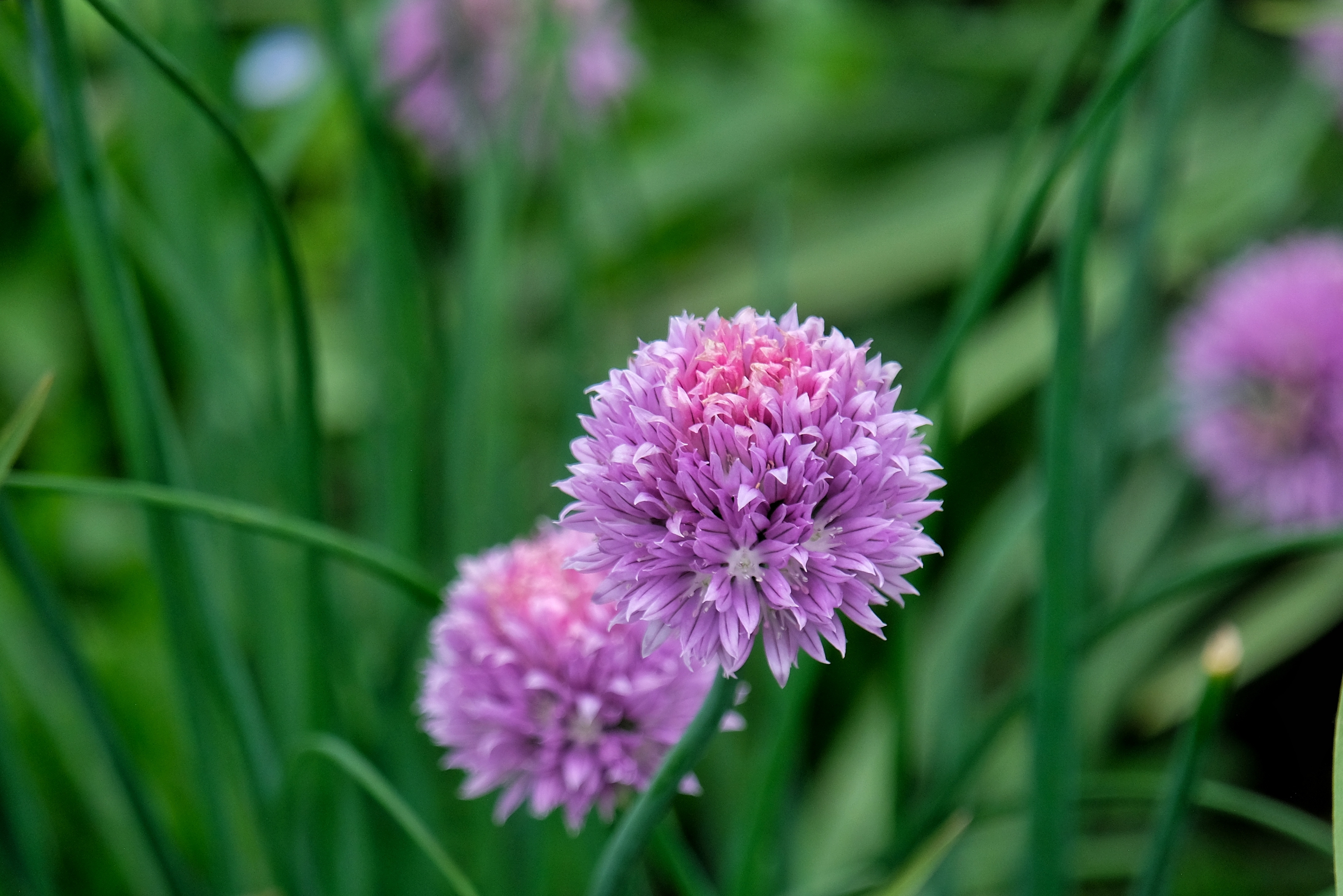 大葱花1【vv首发】