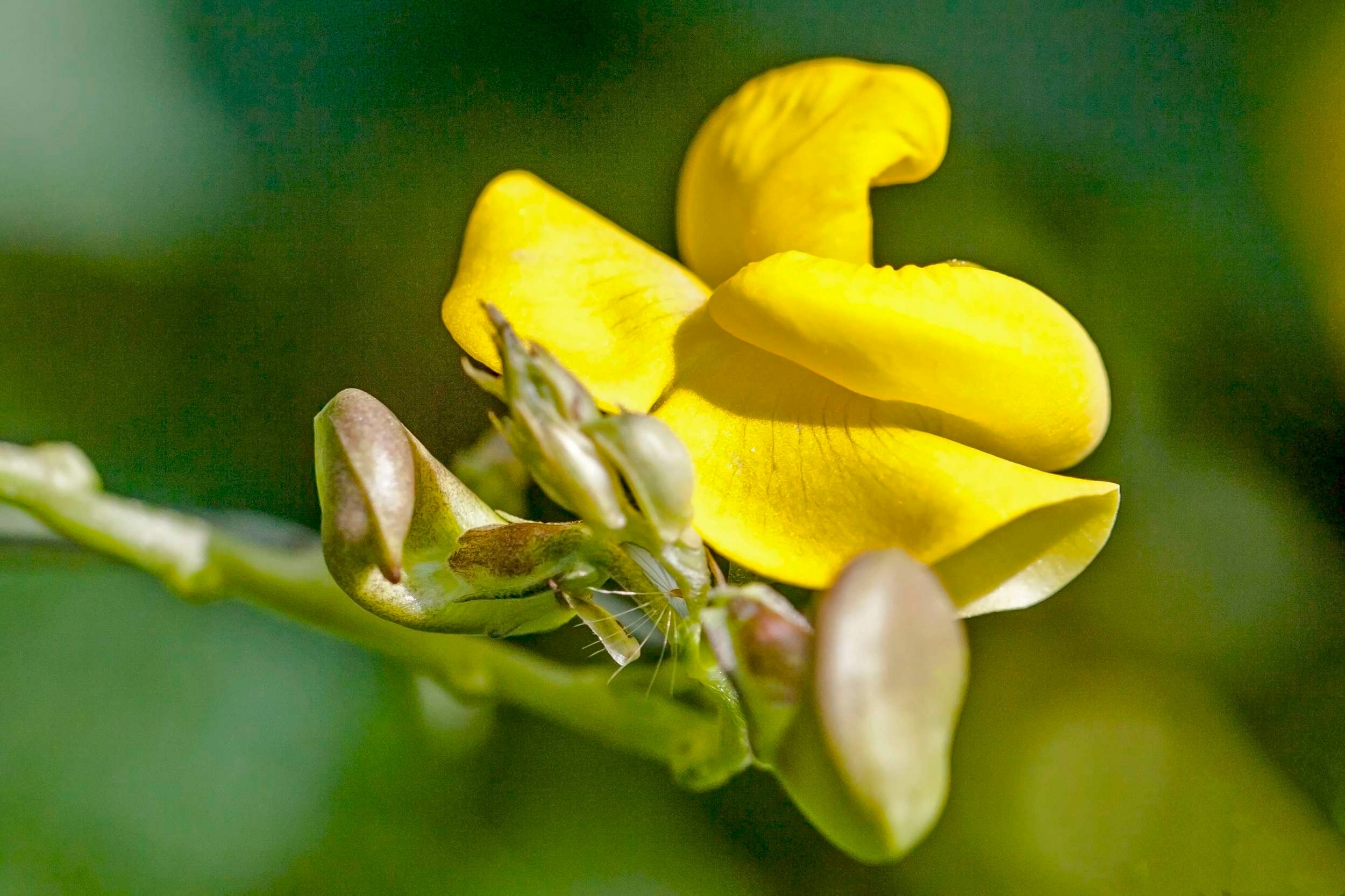 《首发》赤小豆花