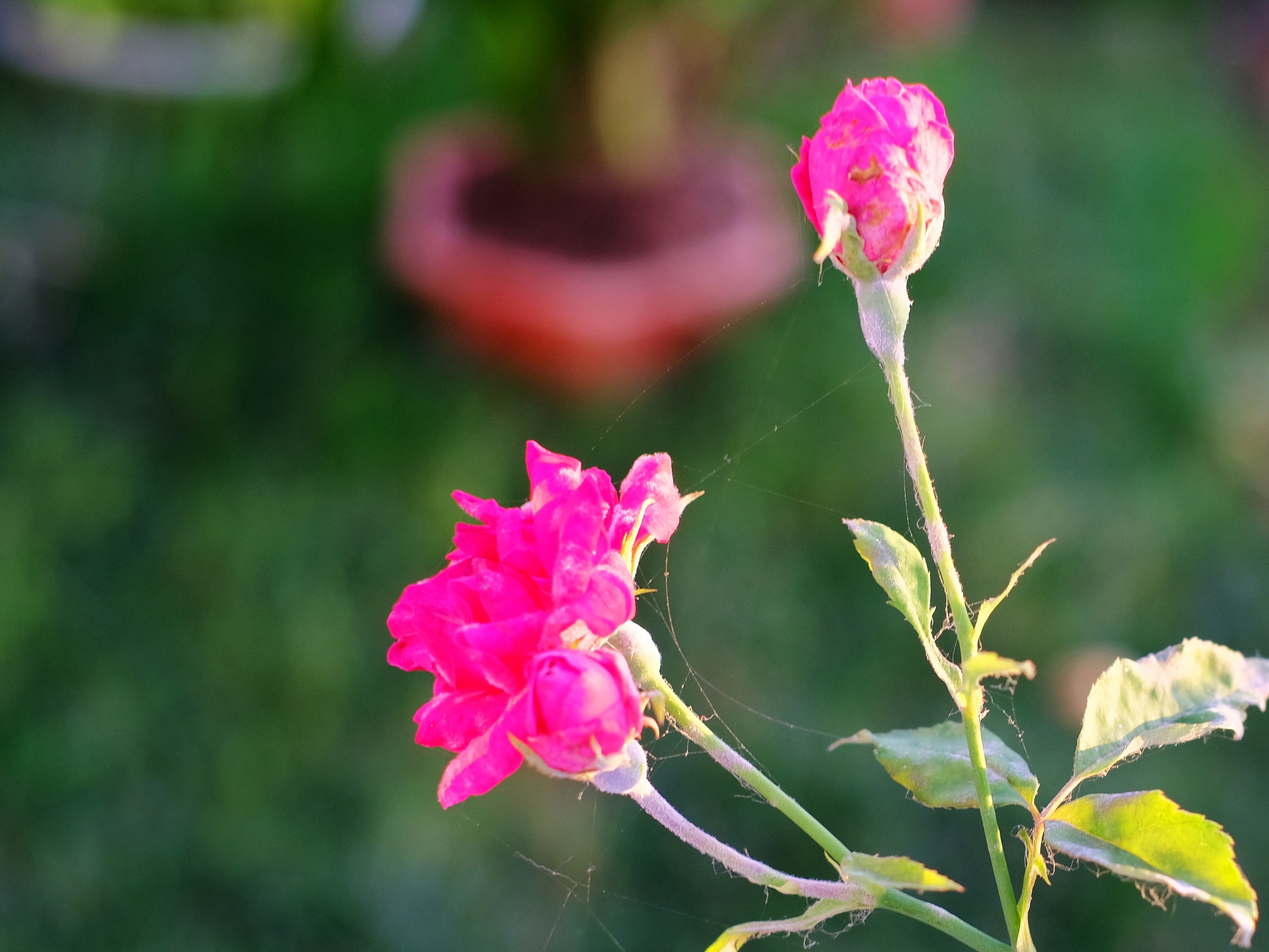 红艳艳的蔷薇花