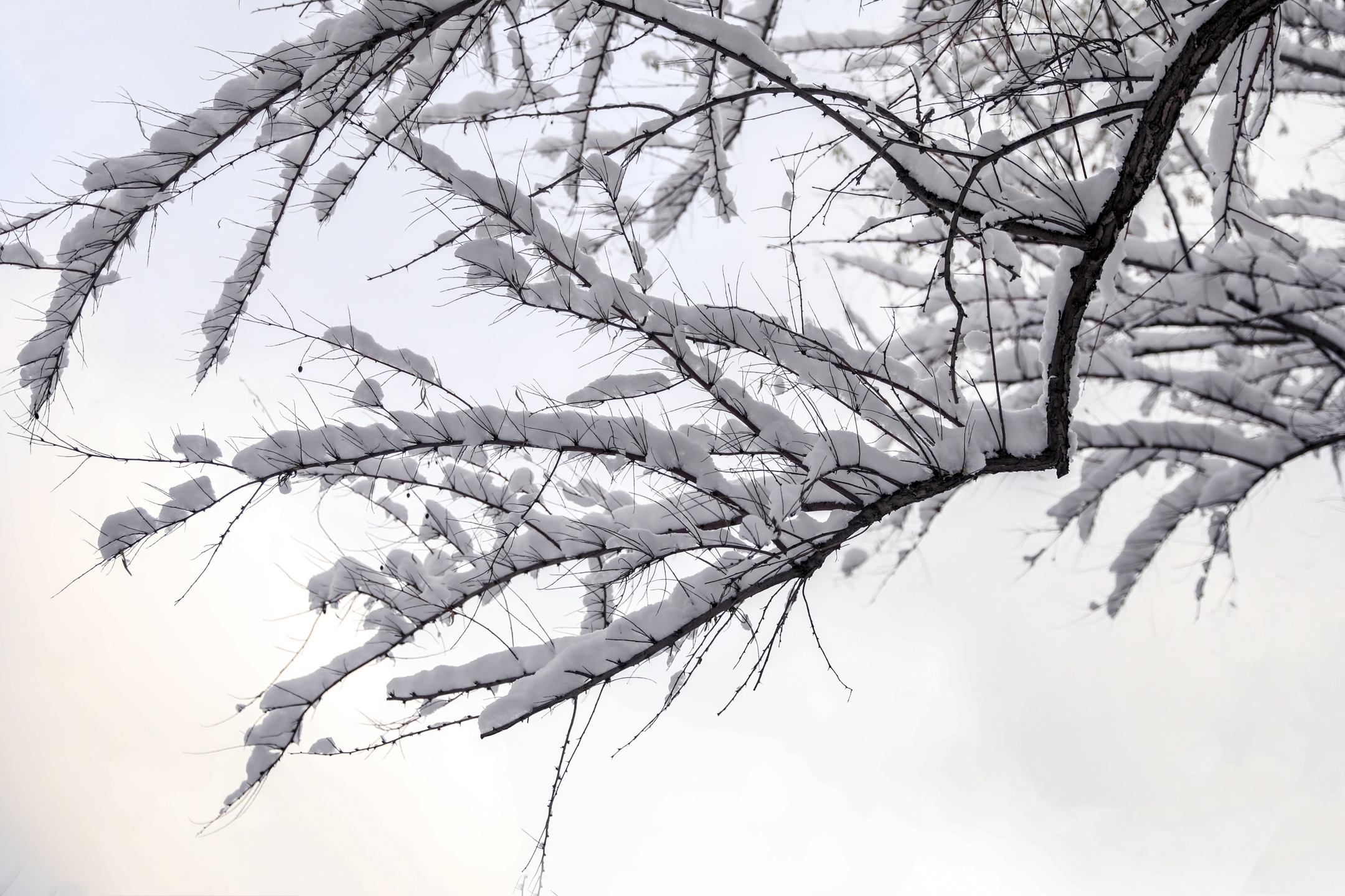 初雪的图片真实图片