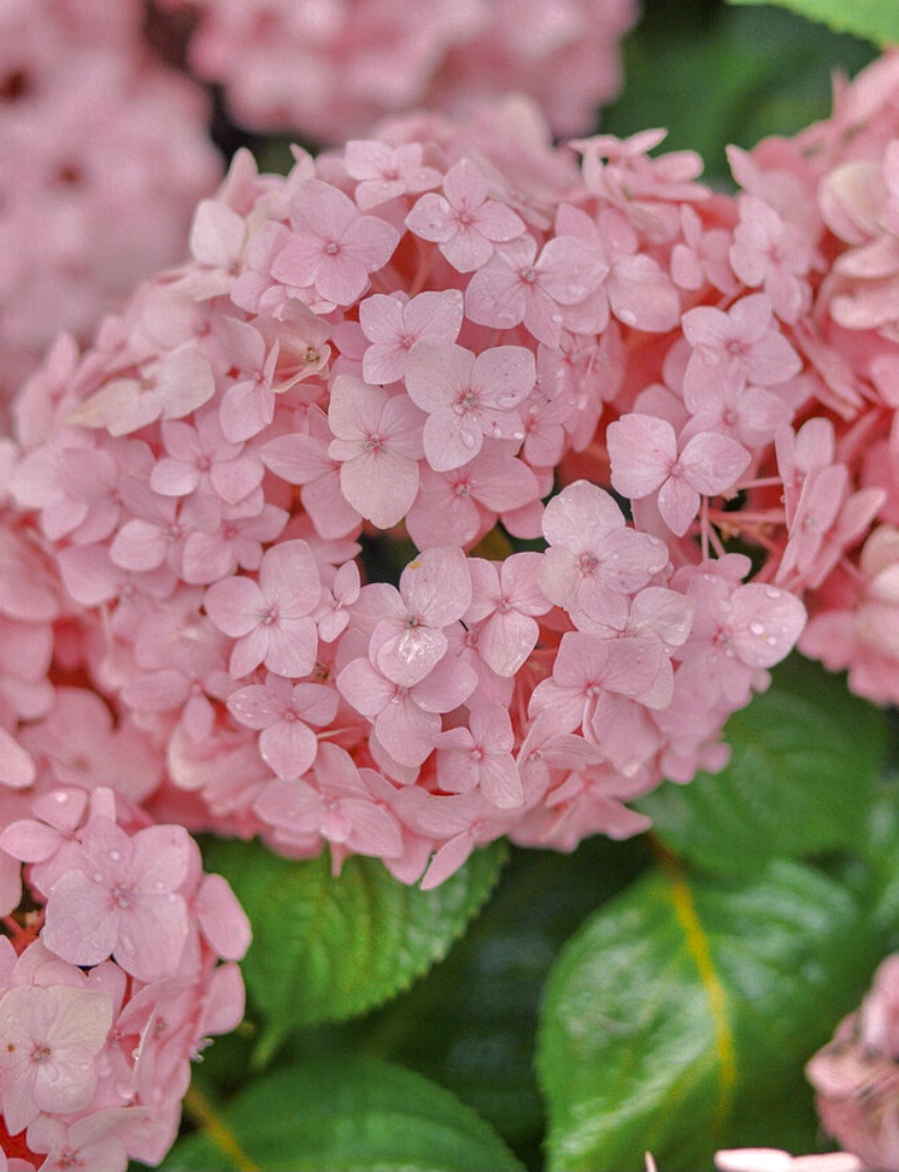 【首发】粉绣球