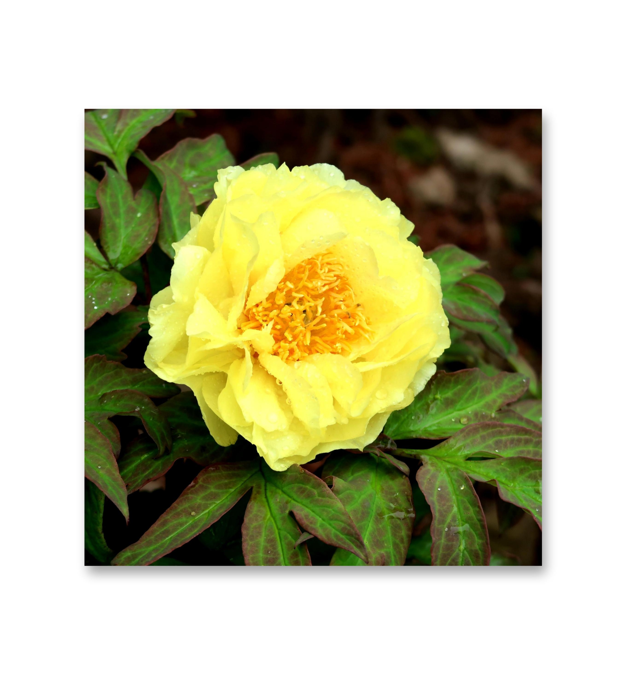 鹅黄牡丹花【首发】