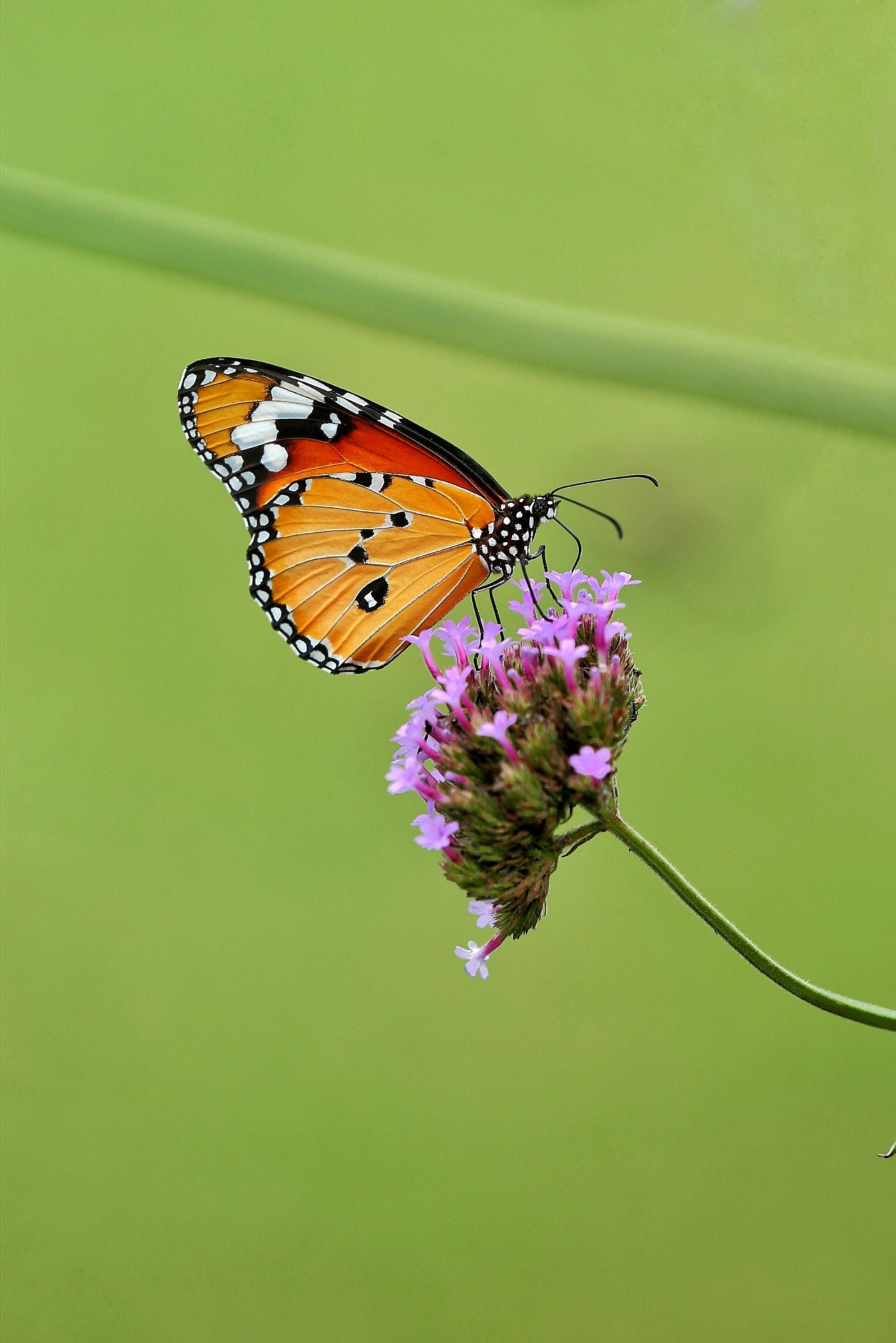 vv平台【文声汇影 】 微信 1～5 群,花鸟摄影作品精选合辑