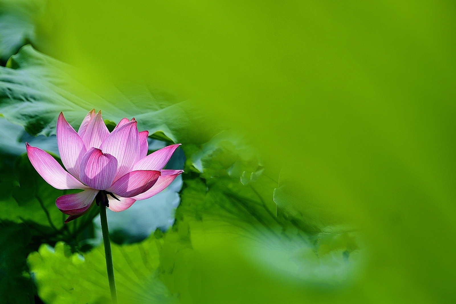 【首发】小暑节气,心静自然凉