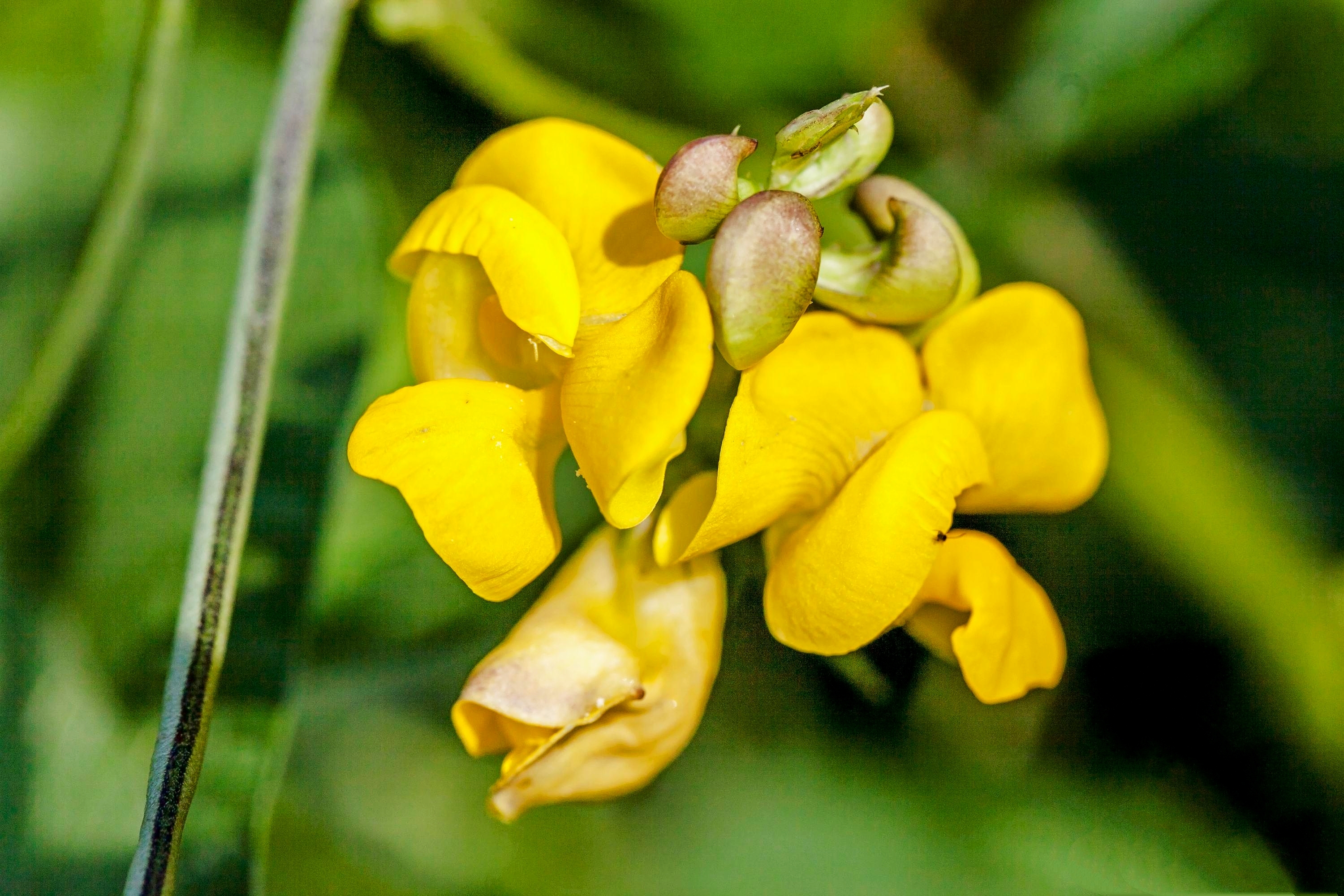 《首发》赤小豆花