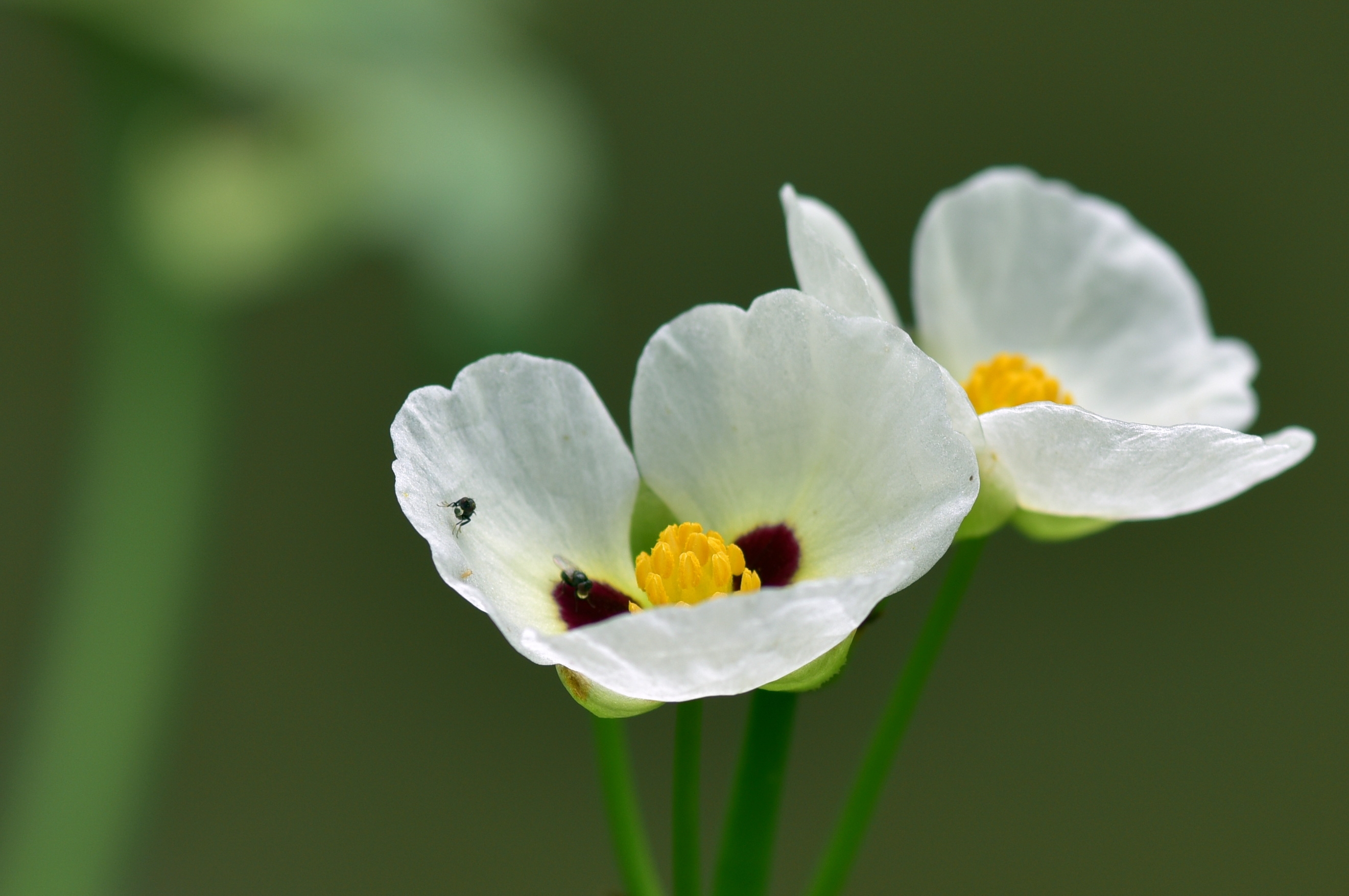 茨菰小花