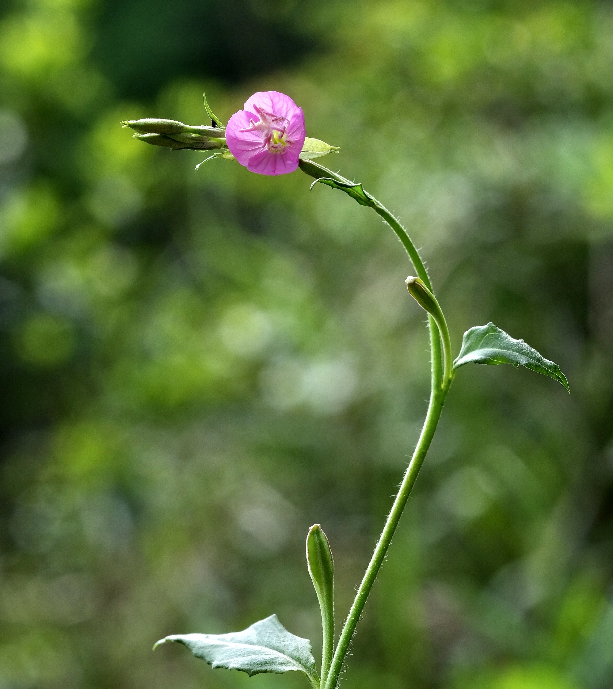 【首发】粉花月见草