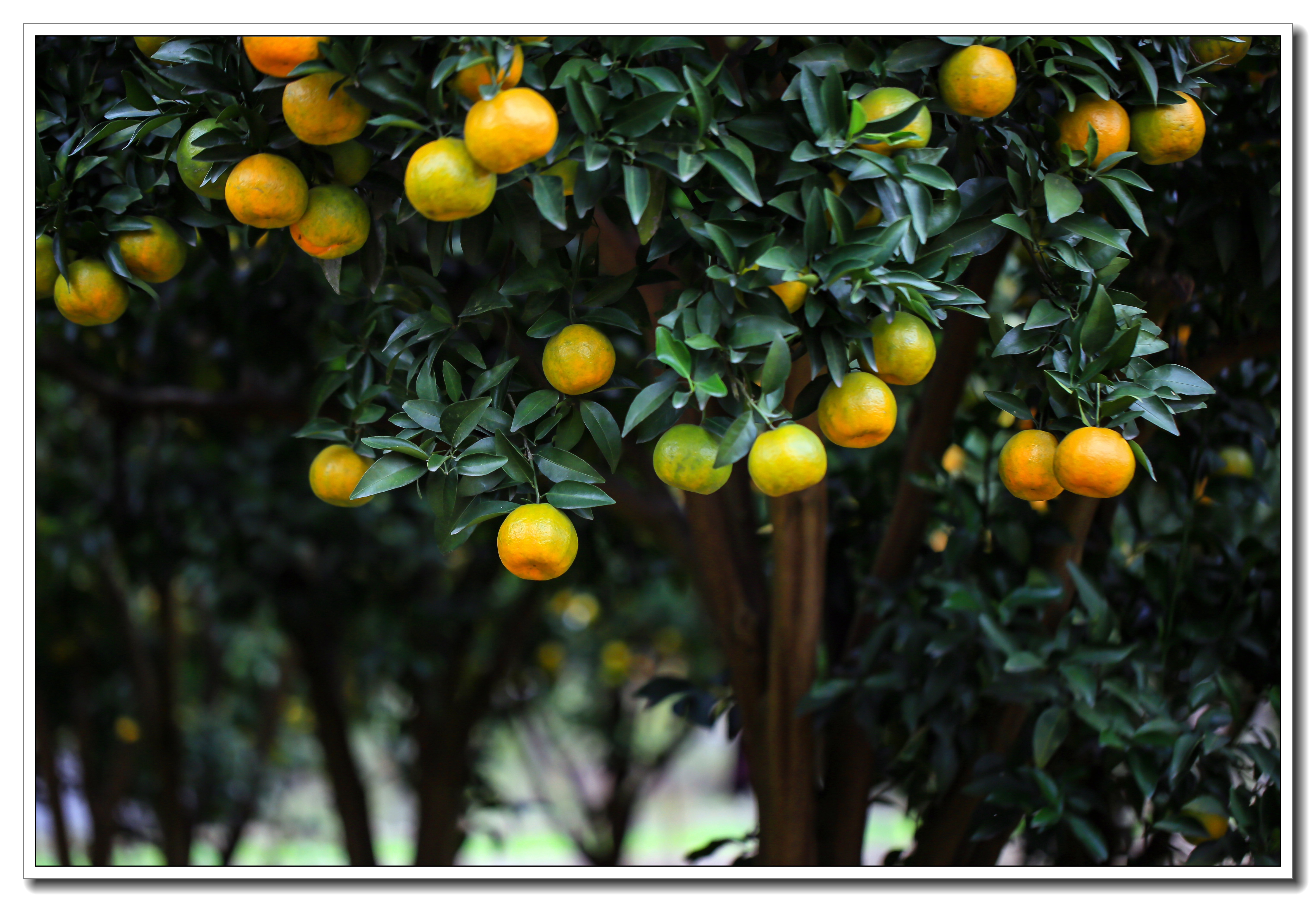 美丽罗埠橘子红了
