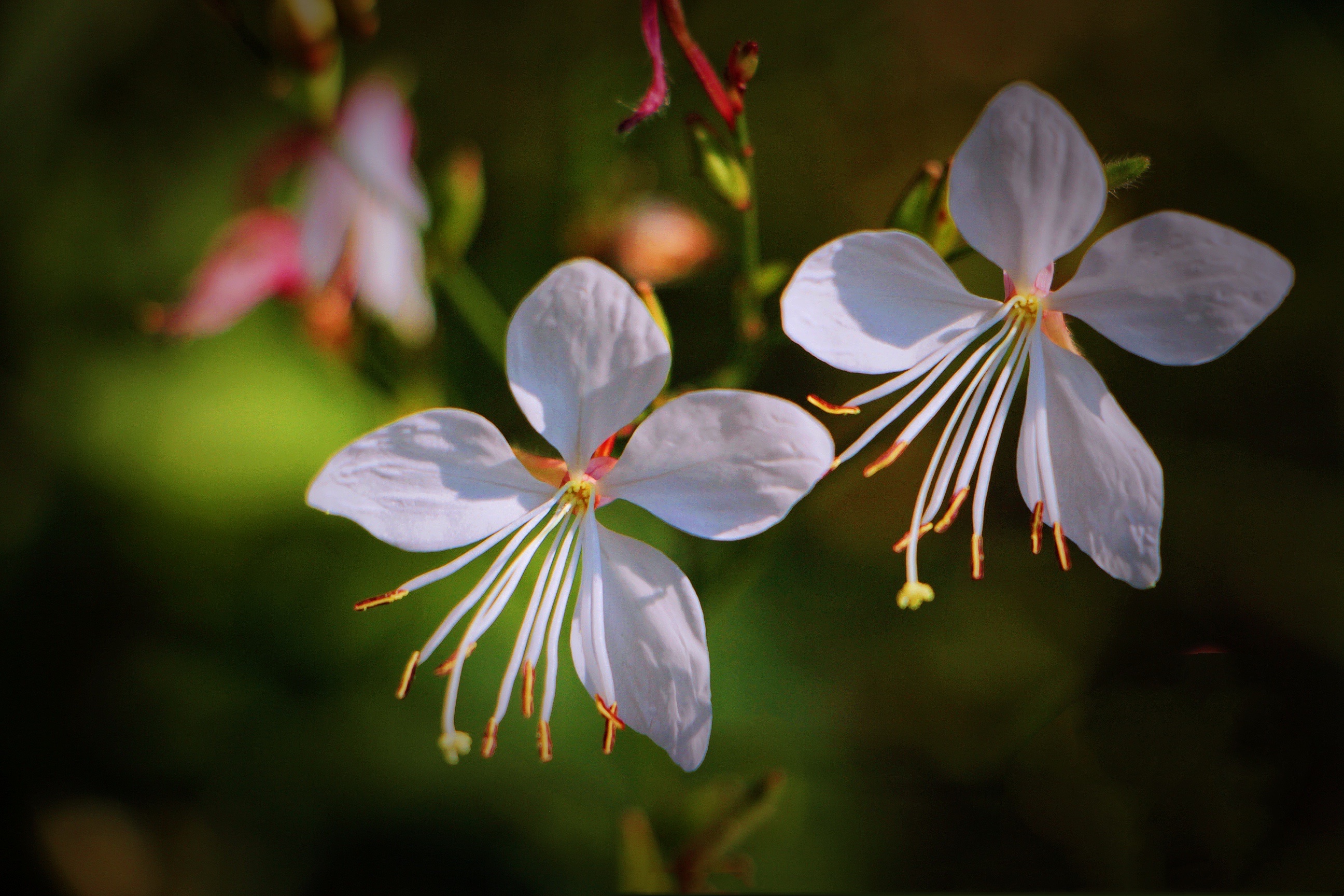 【首发】微拍白蝶花