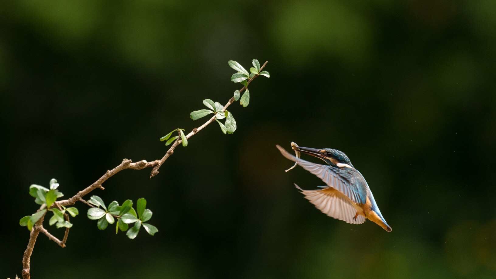 鸟鸣声声                      春意青青
