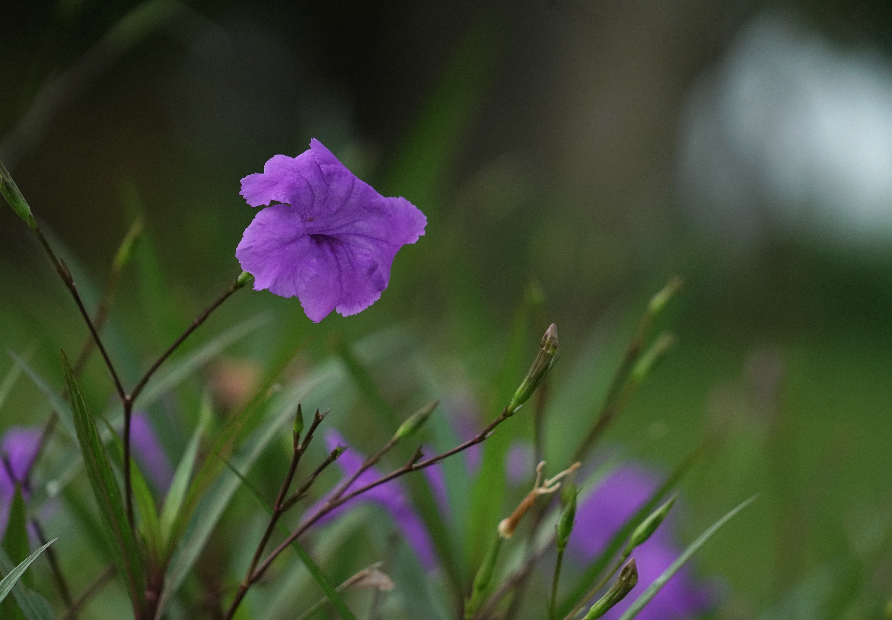 外柔内刚翠芦莉