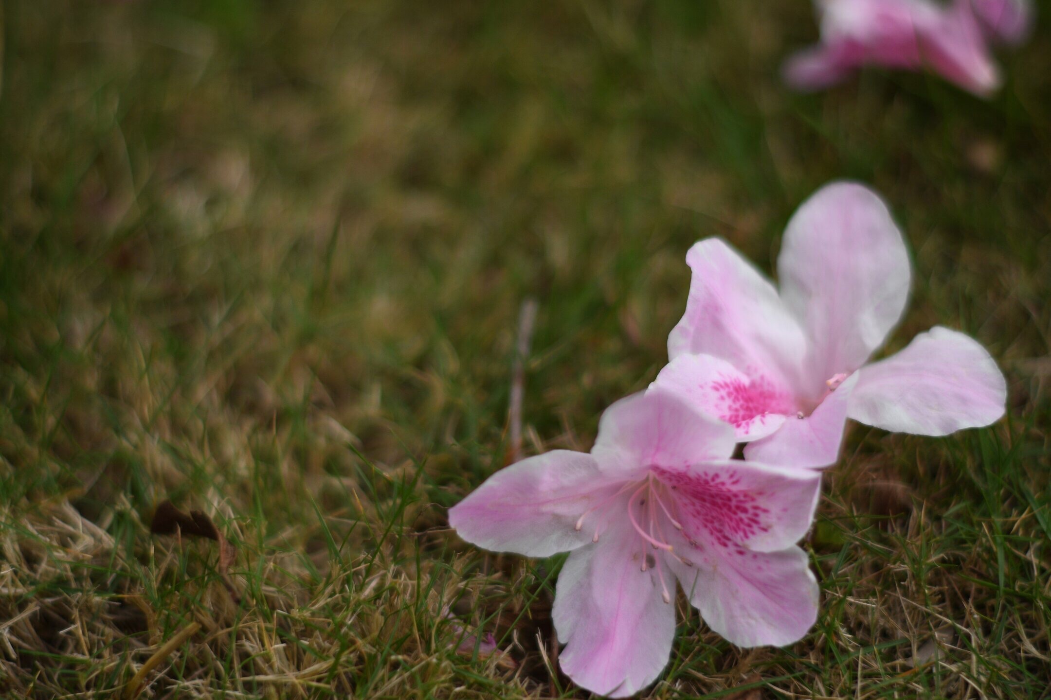 【首发】《花落·谁念》