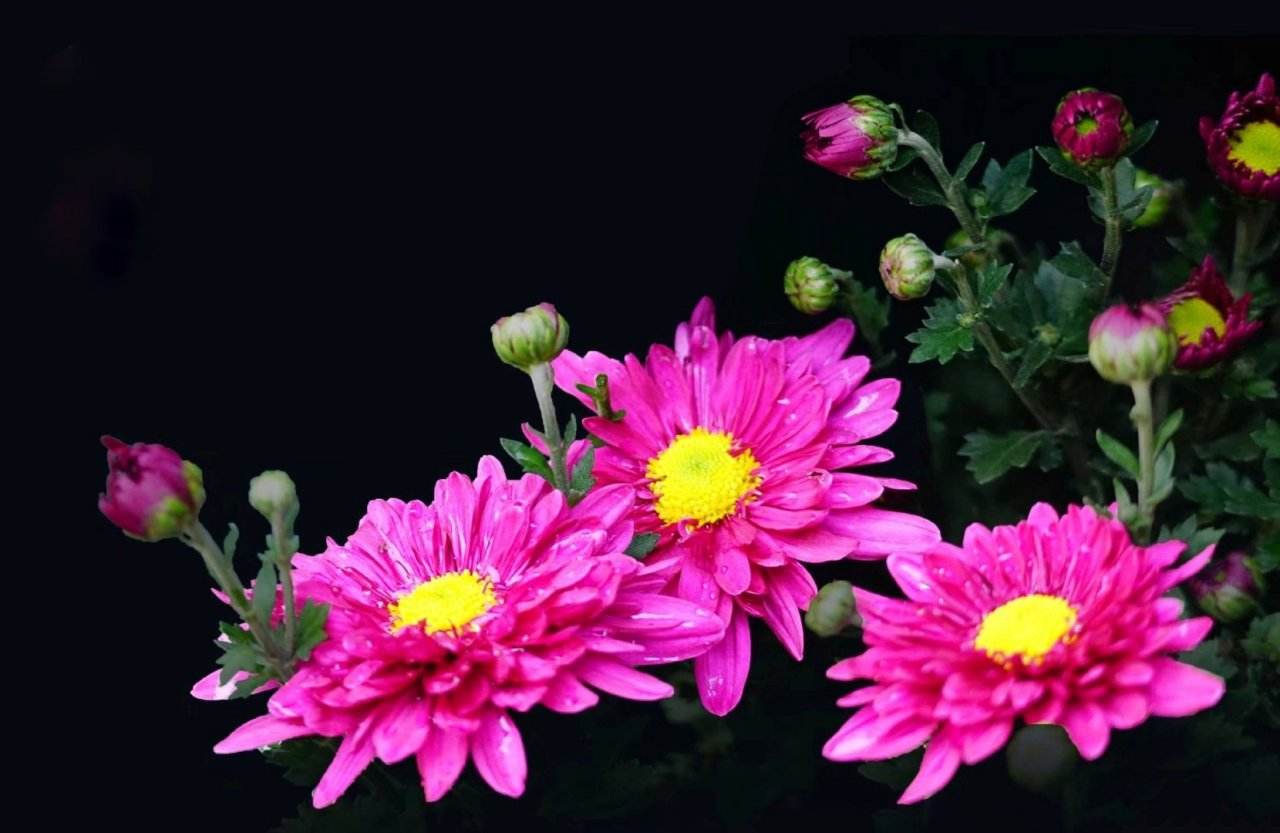 【首发】 寿客花开始觉秋