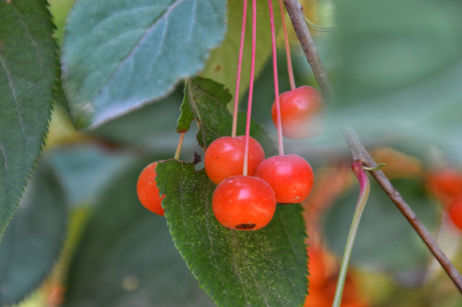 陕州风景甘棠公园秋色美