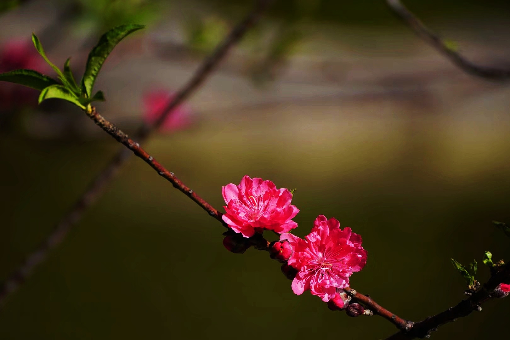 桃花半重瓣图片