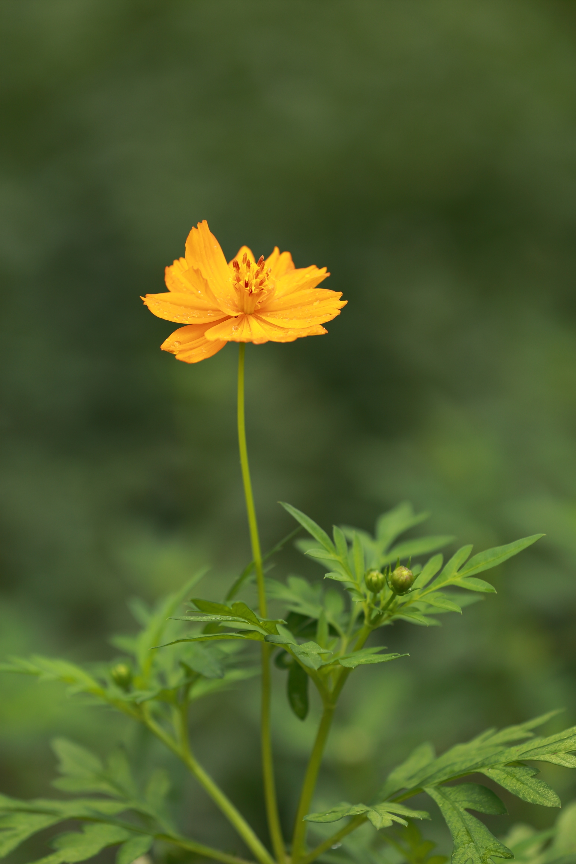 野生花草美丽竖屏图图片