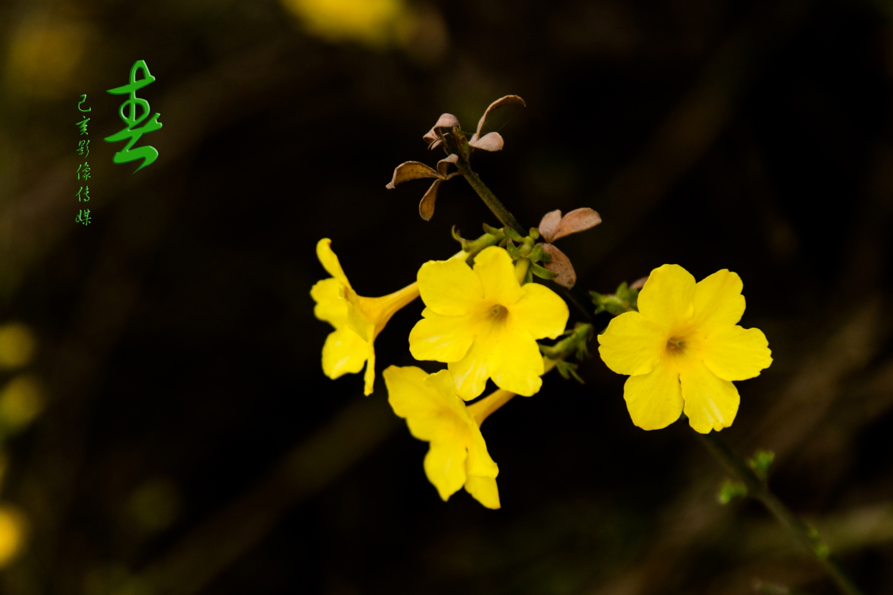 迎春花花朵的样子描写图片