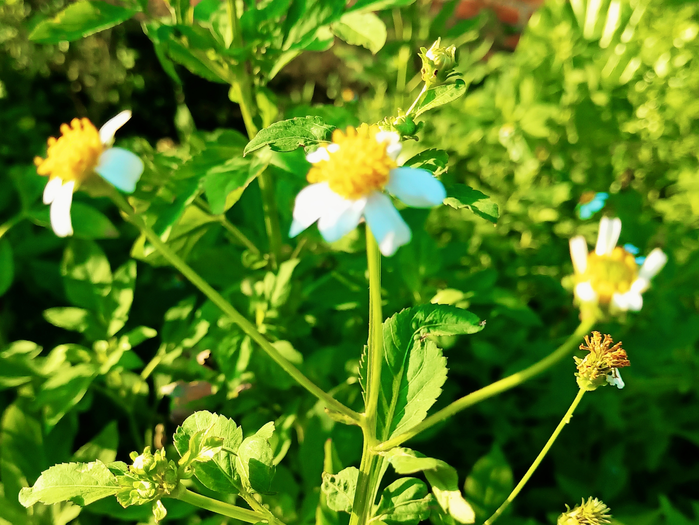 【首发】白花鬼针草