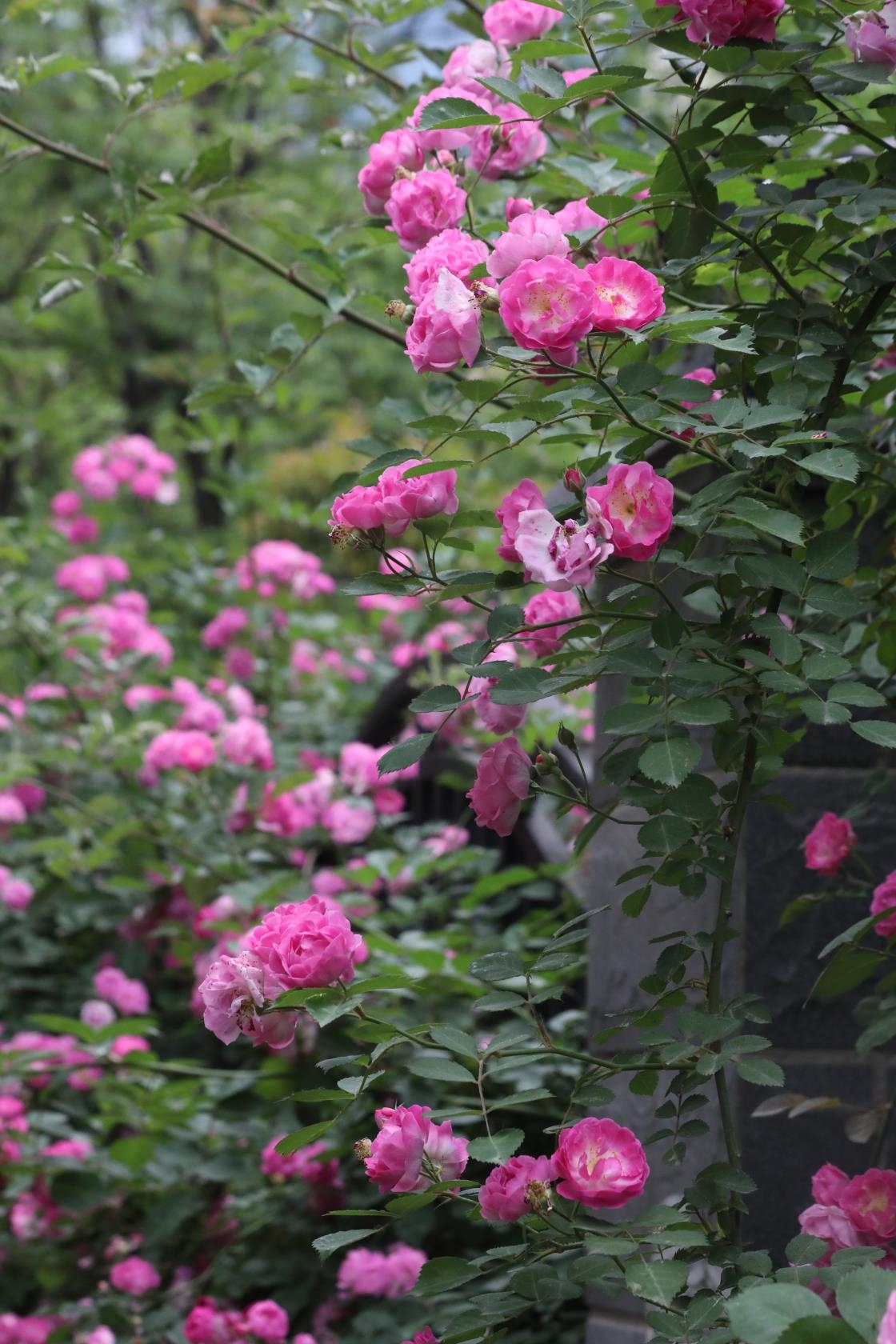 蔷薇花开爬满墙