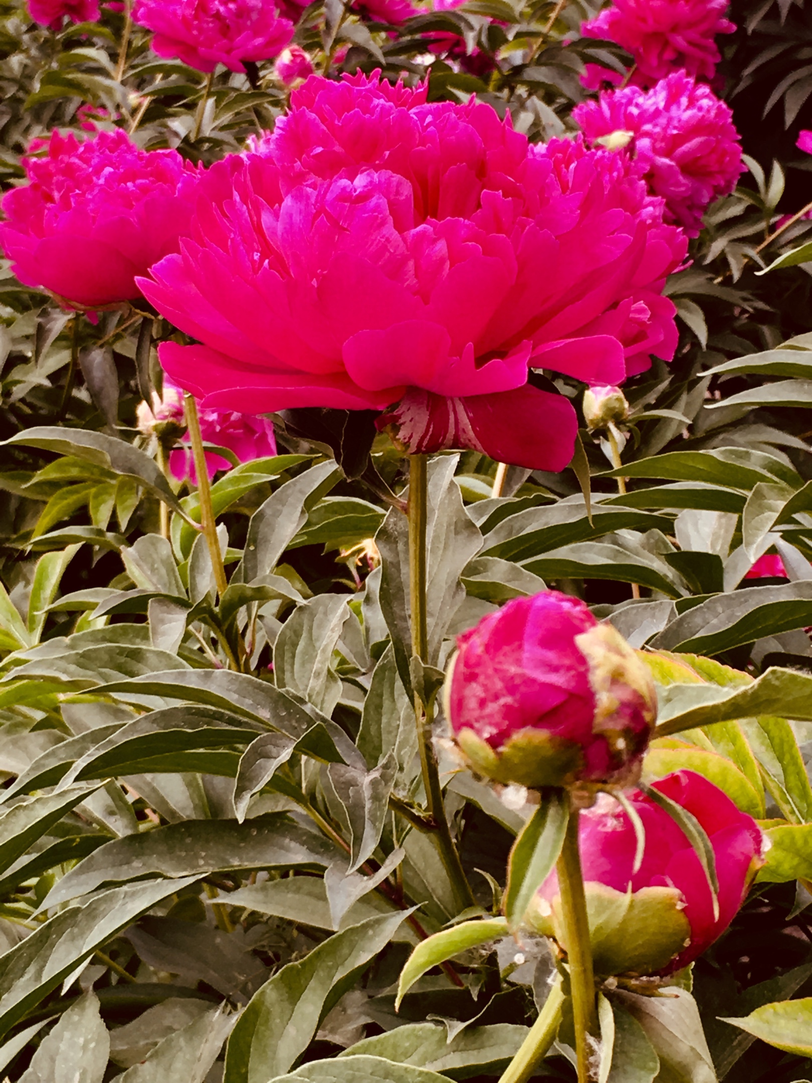 芍药初开百步香