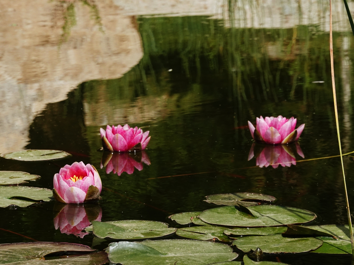 车站景观荷花池
