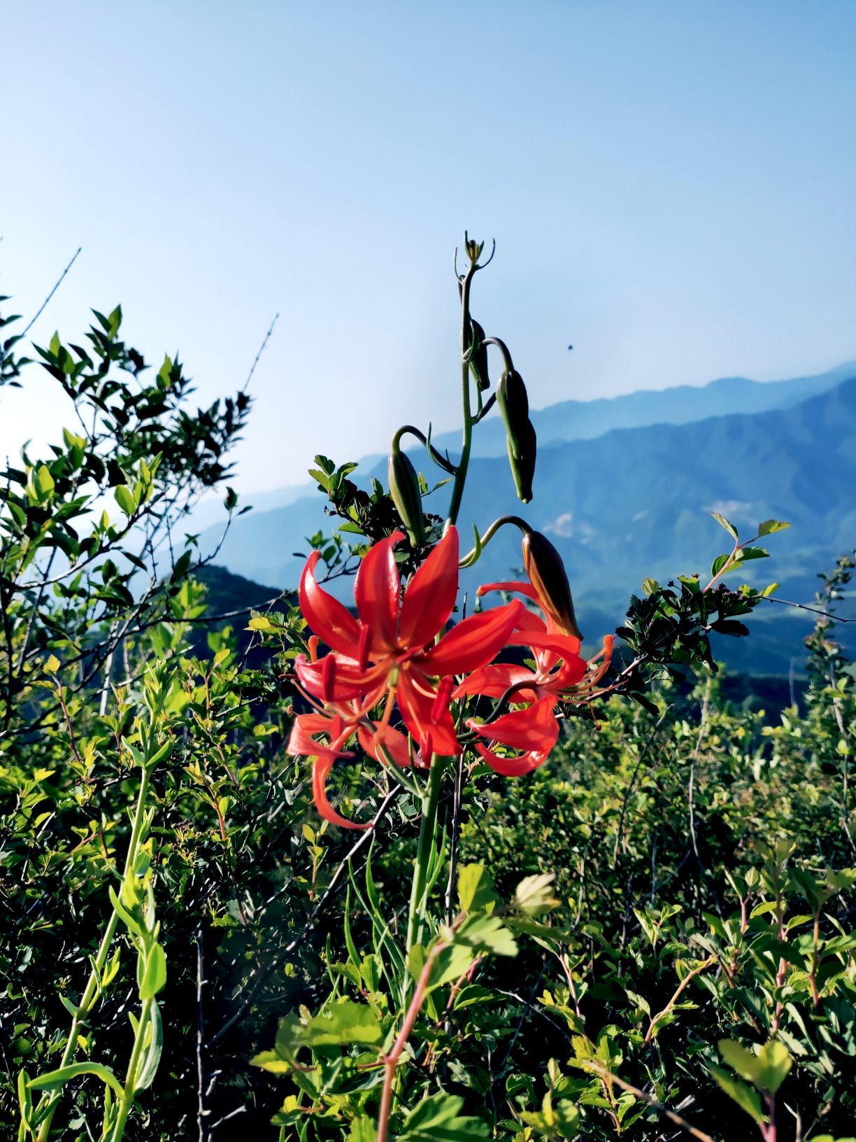 山丹丹花開紅豔豔