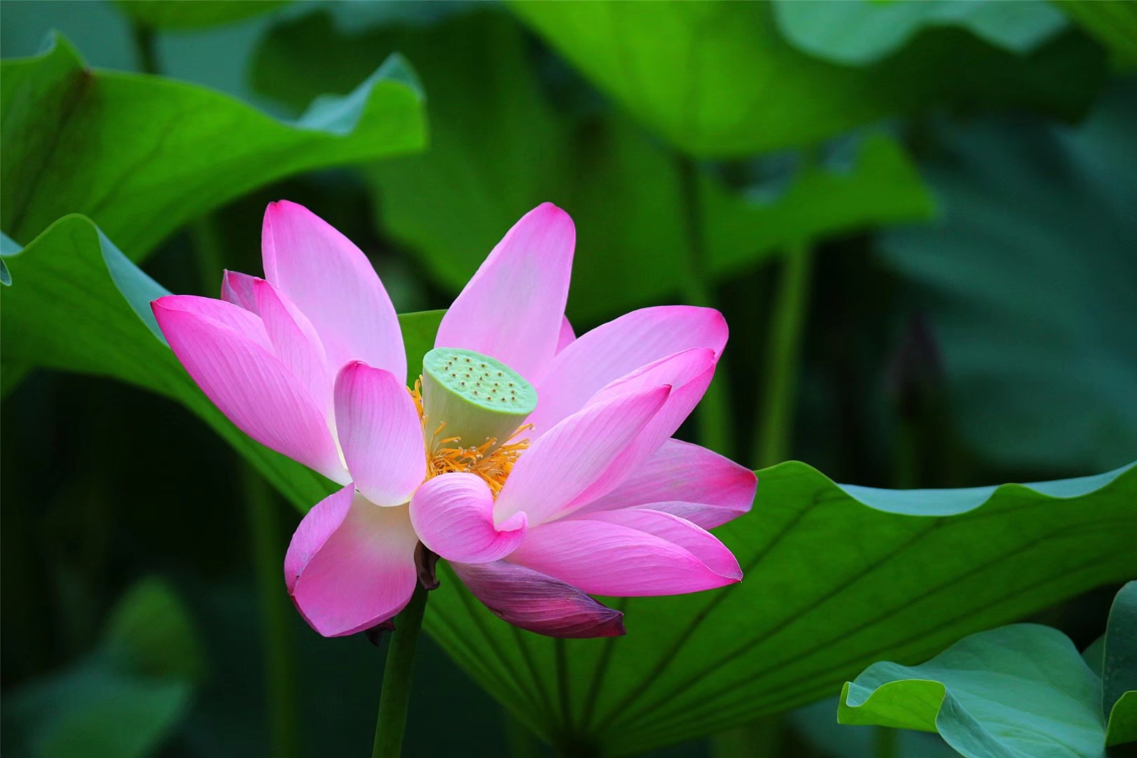 生如夏花——泰戈尔