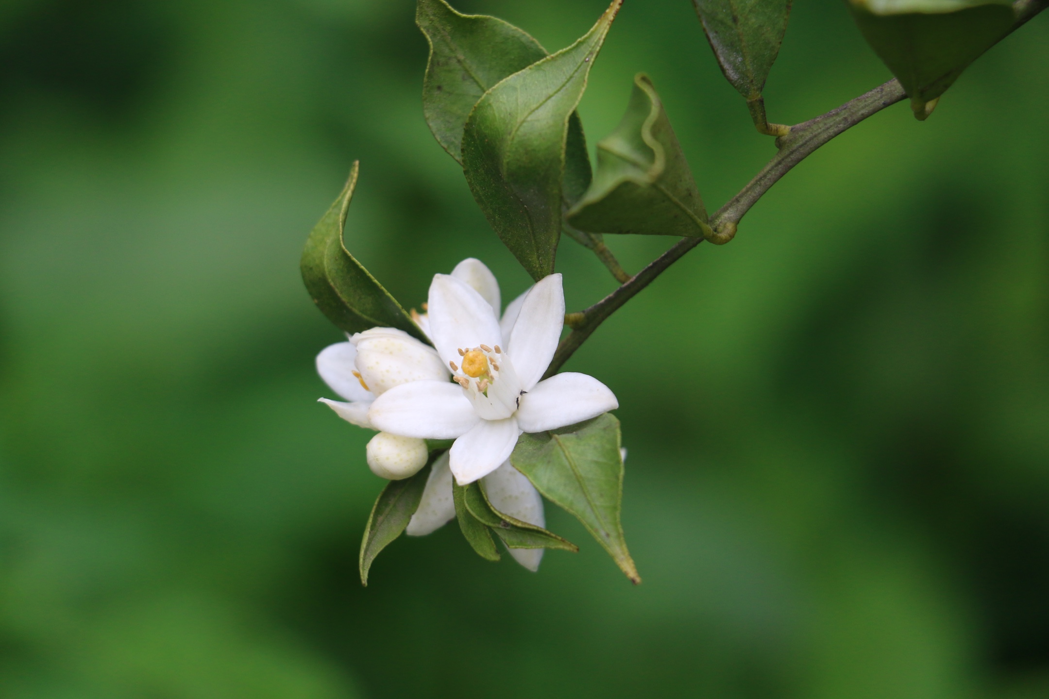 柑花还是优质的蜜源.