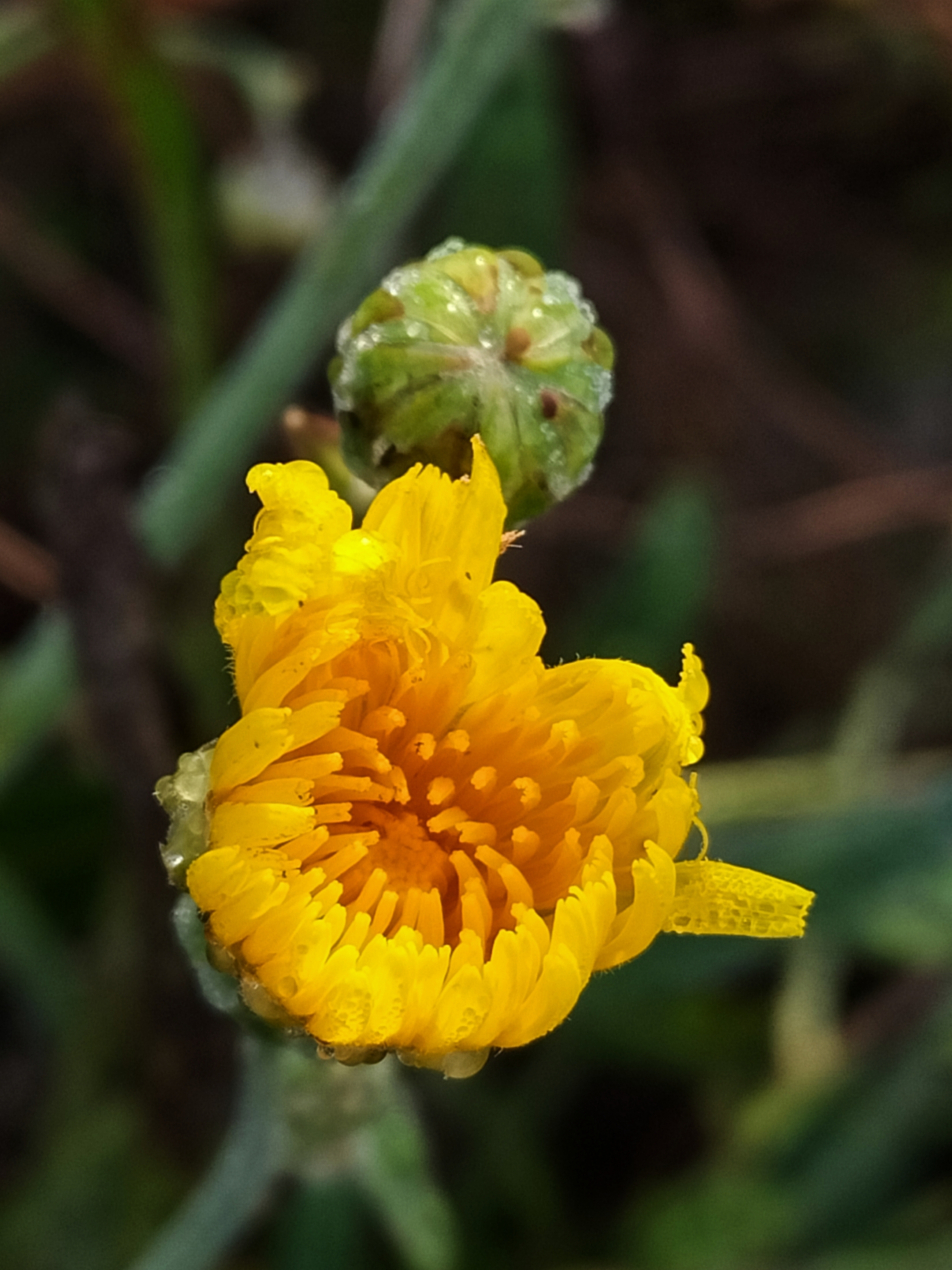 苦菊开花图片