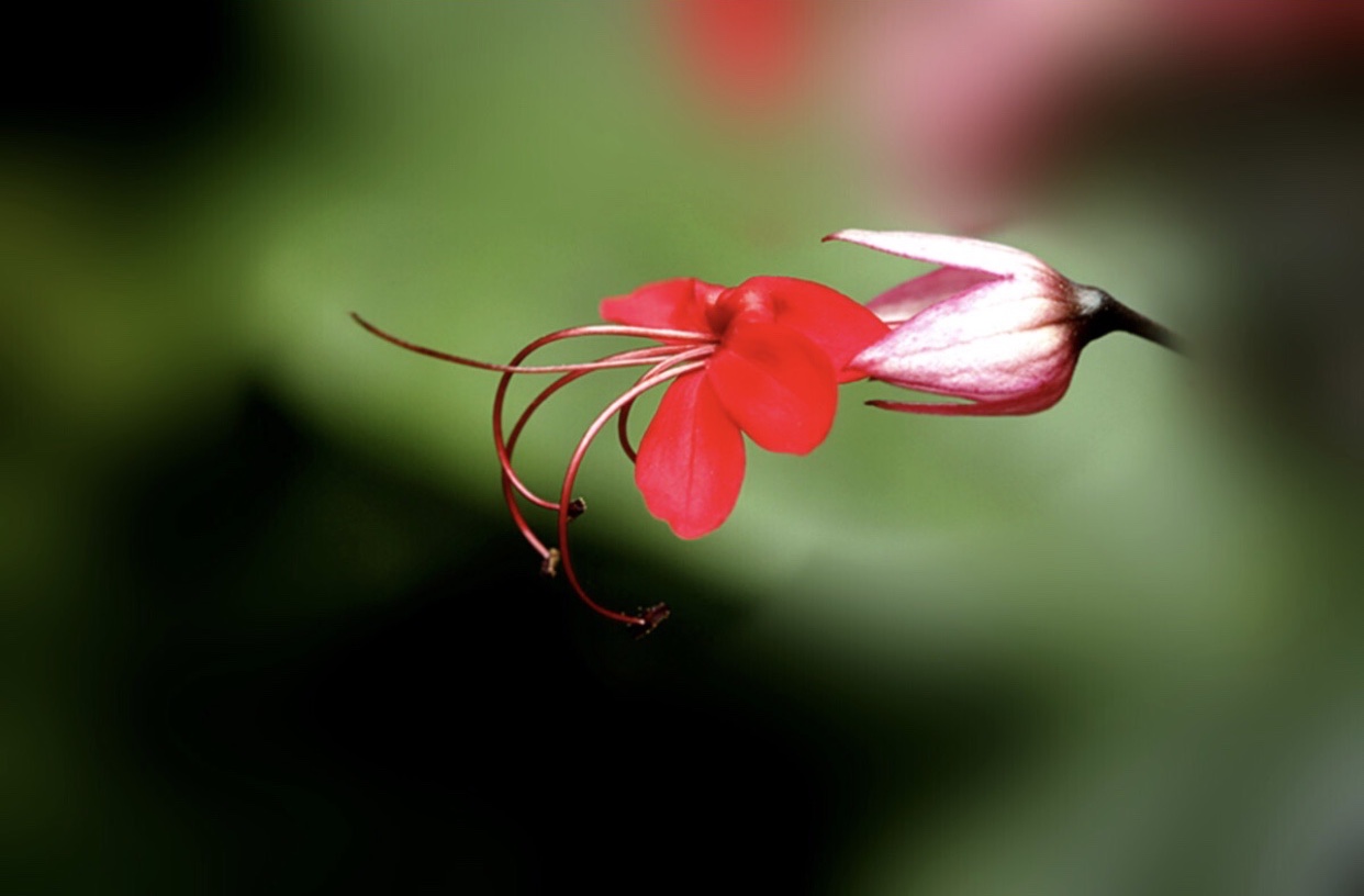 红花龙吐珠图图片