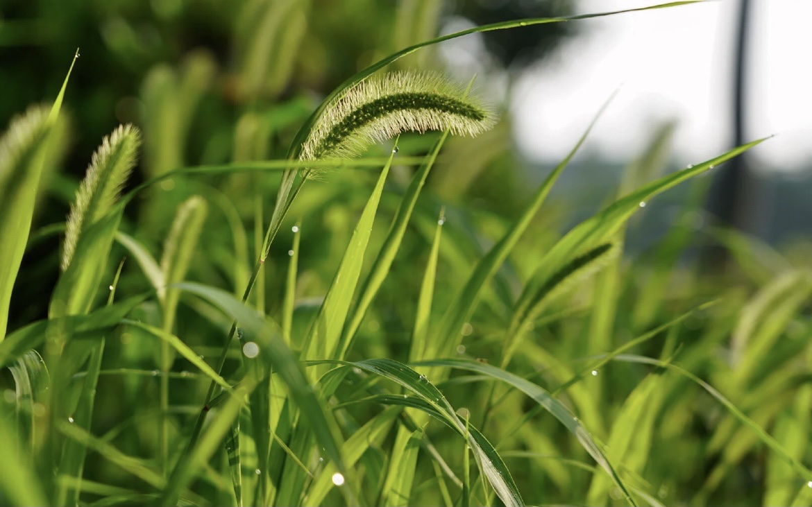 【首发】狗尾巴草的梦想