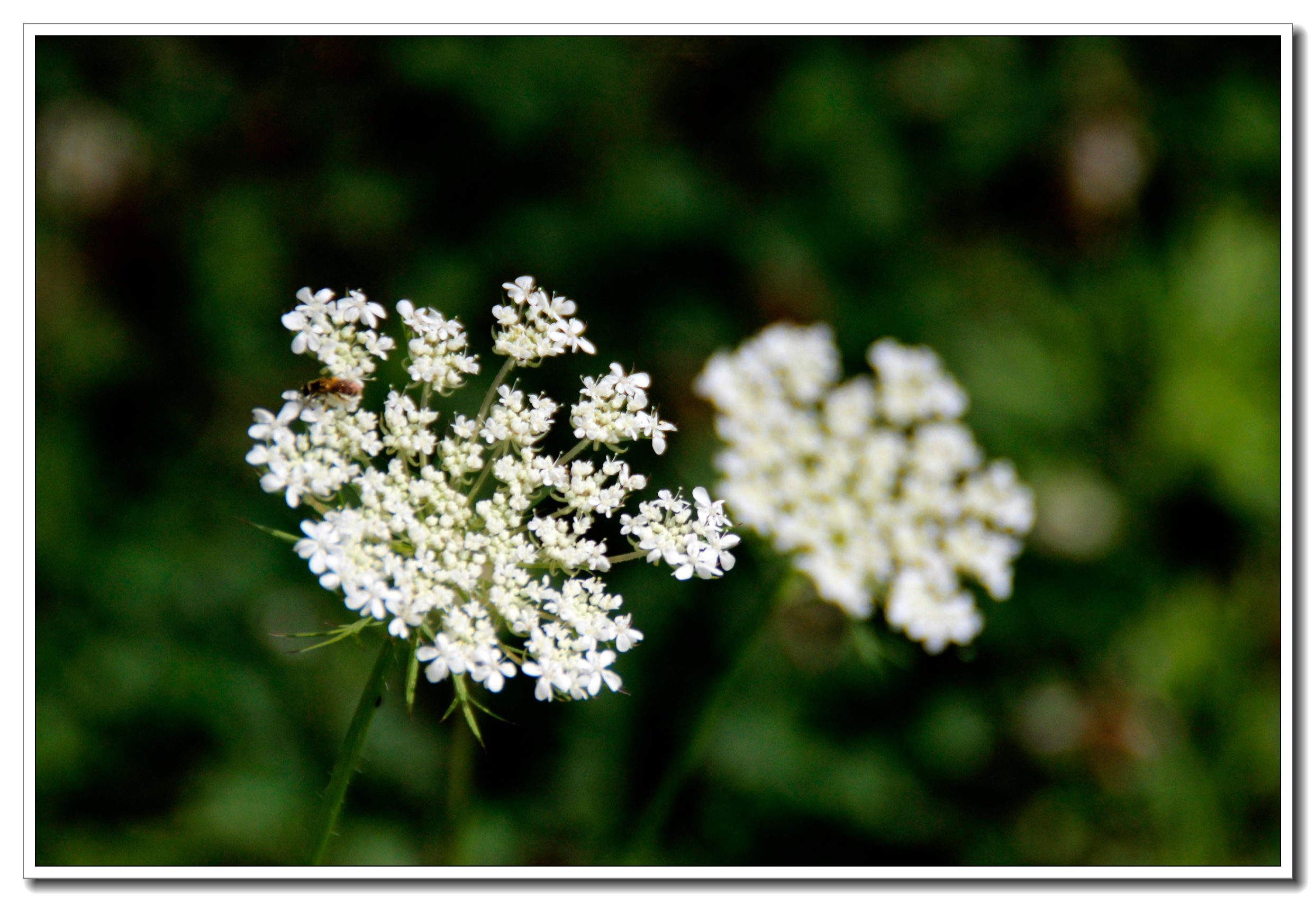 【首发】野萝卜花