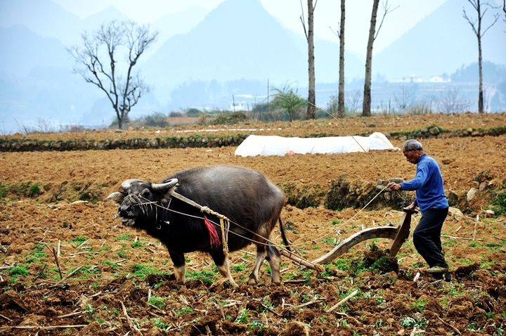 老农民》病身无食更艰难颐养天年已是梦不顾晚年身体残采花刨药求致富