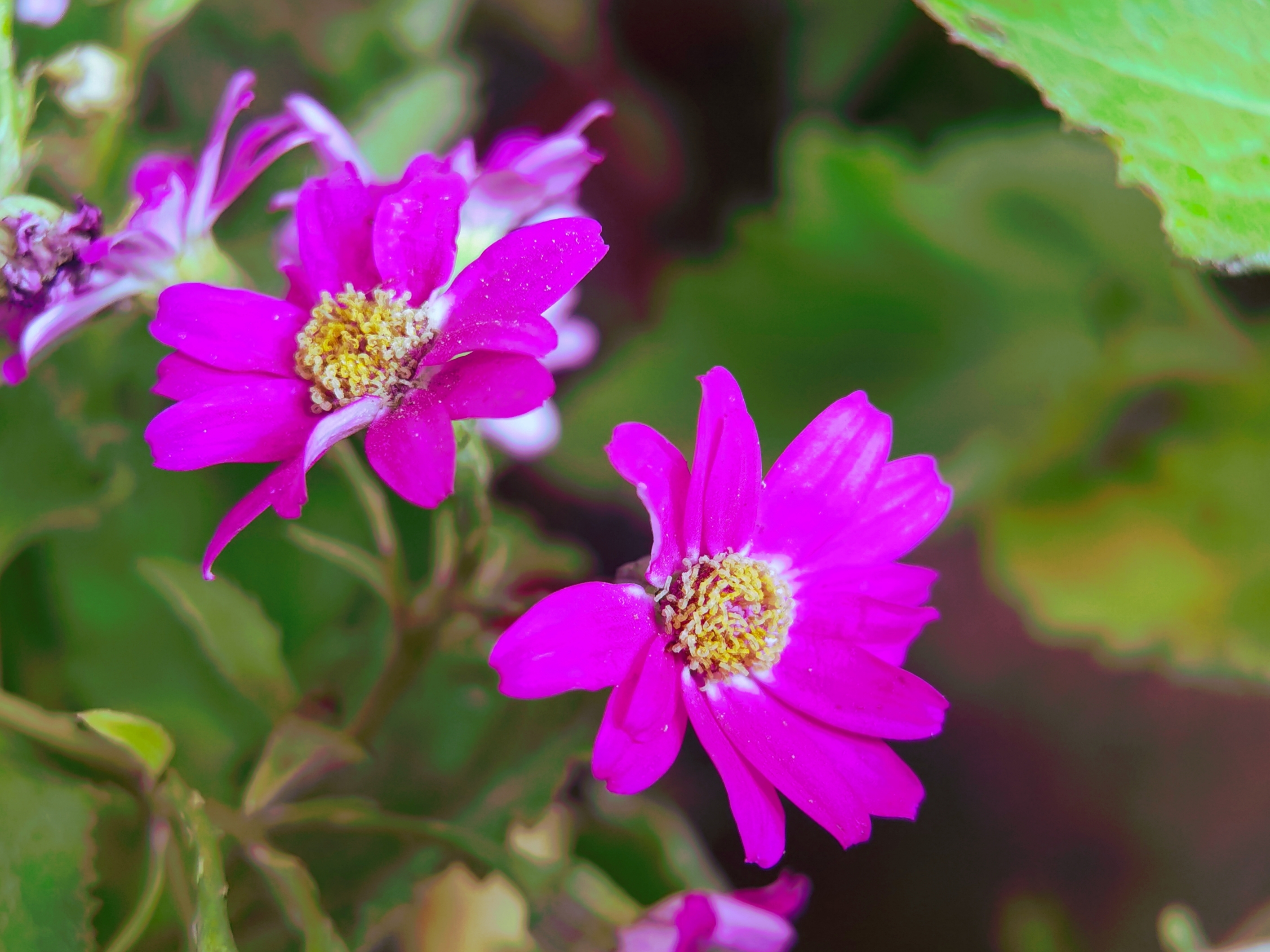 瓜叶菊『首发』