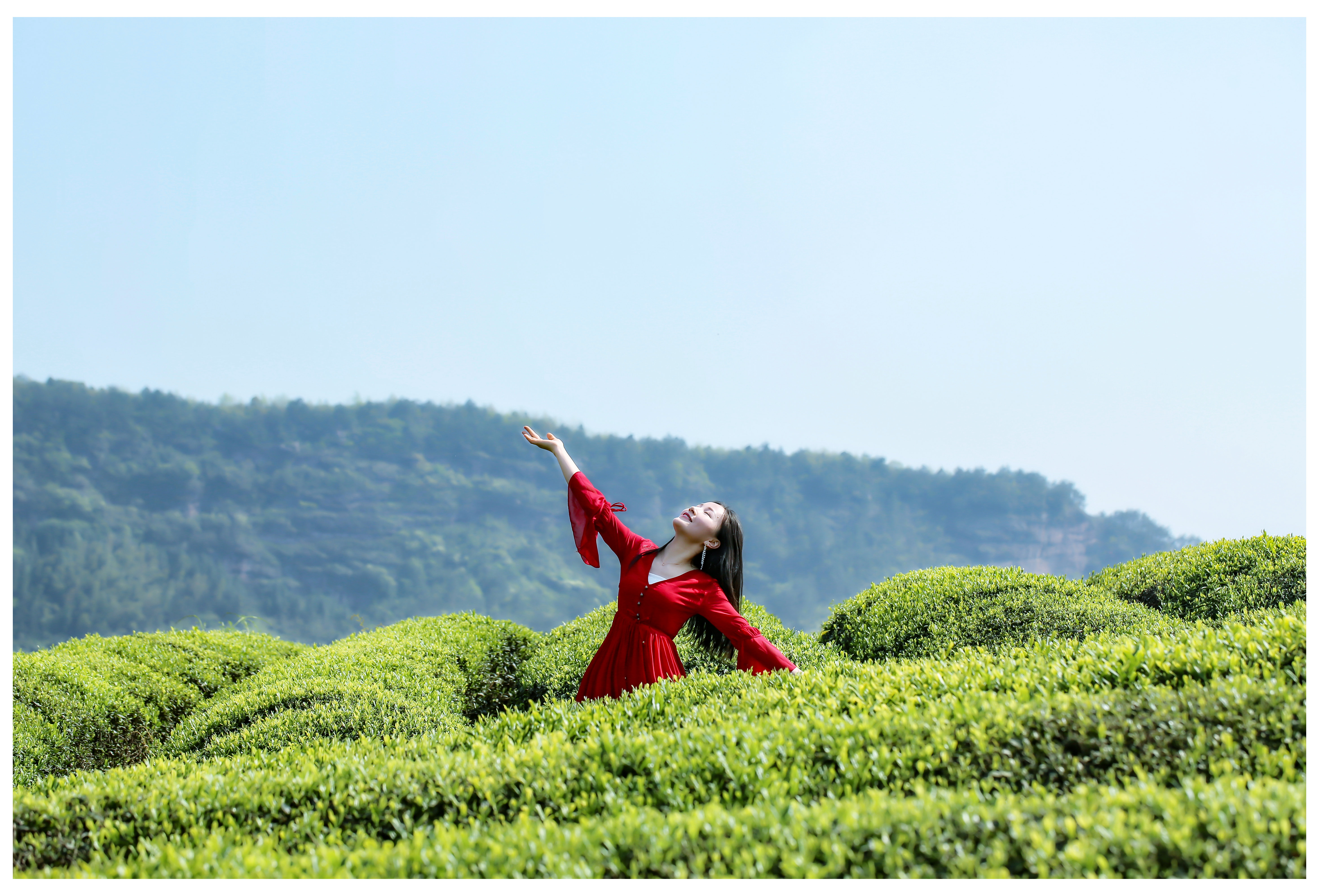 最美人间四月天九峰万亩茶园