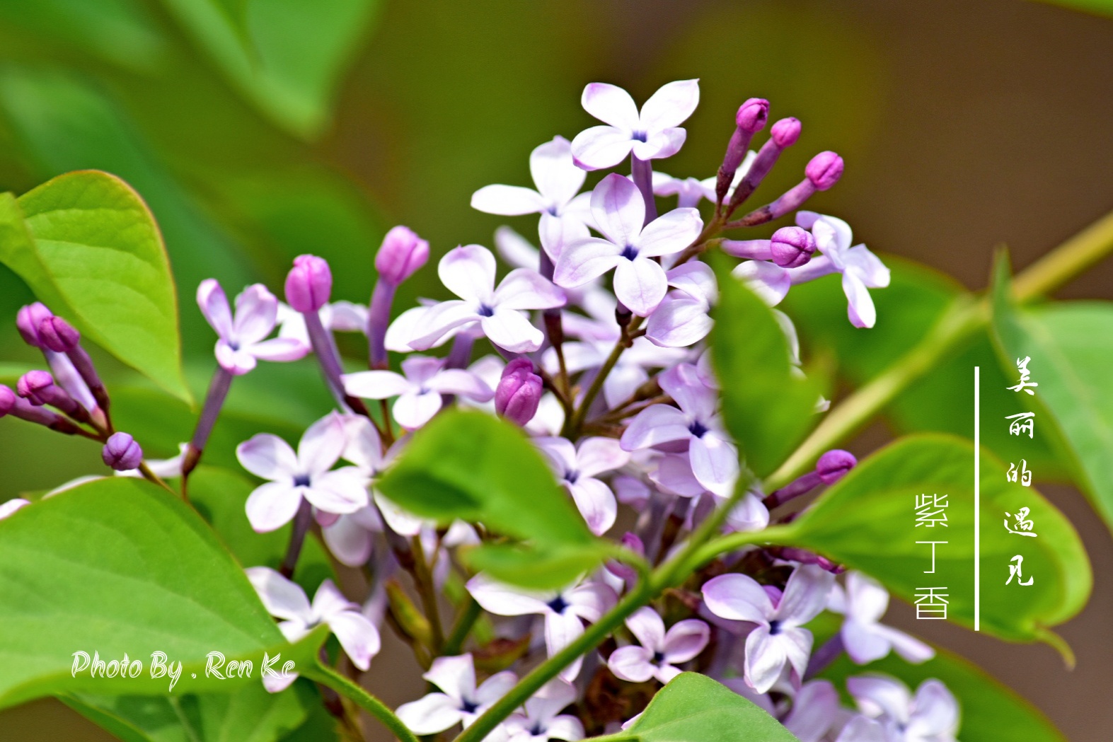 丁香花为什么是禁歌(丁香花为什么是禁歌 知乎)