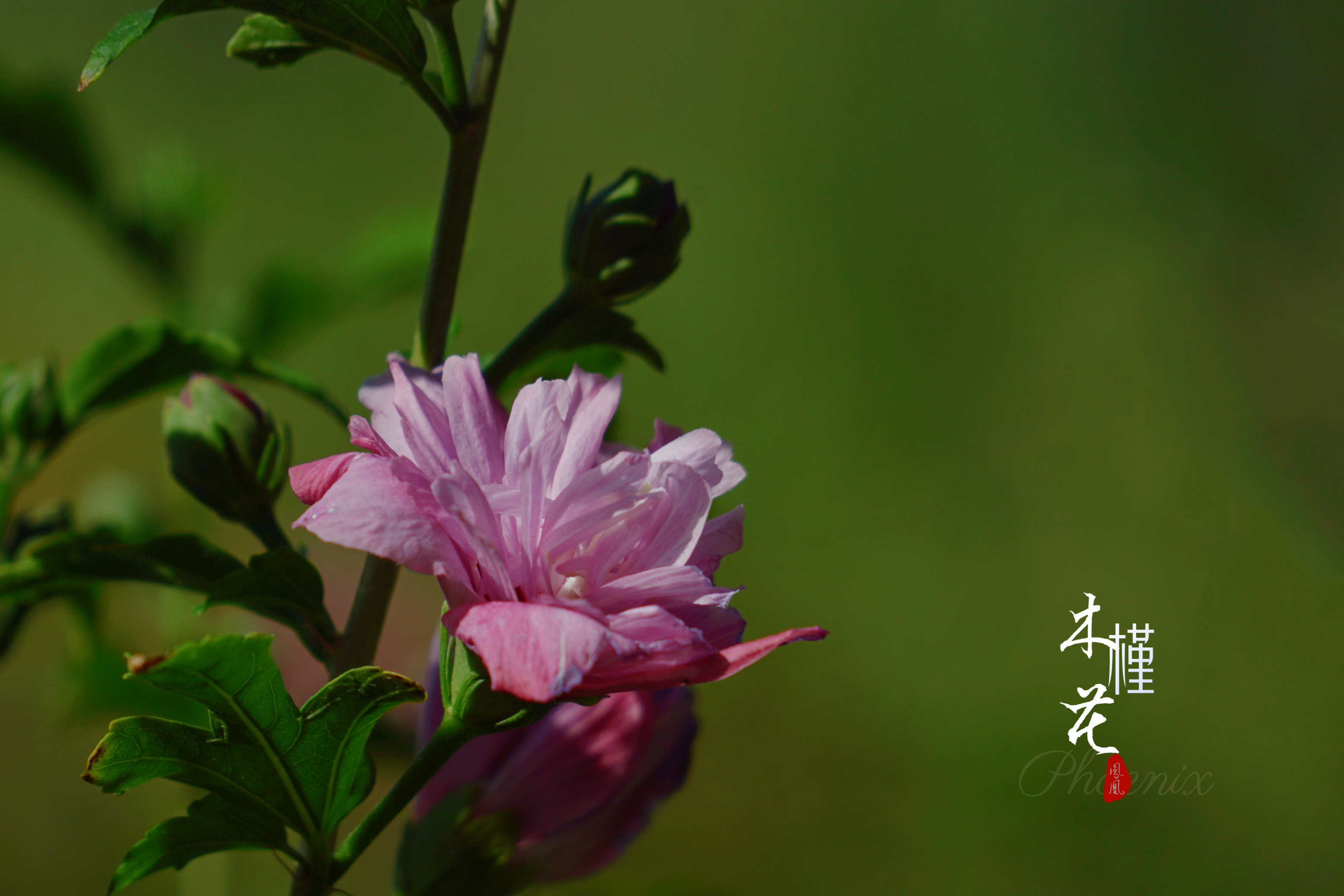 相遇在木槿开花的季节[首发]