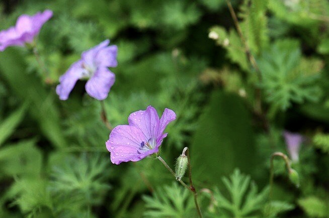 【首发】花城广州～甘青老鹳草