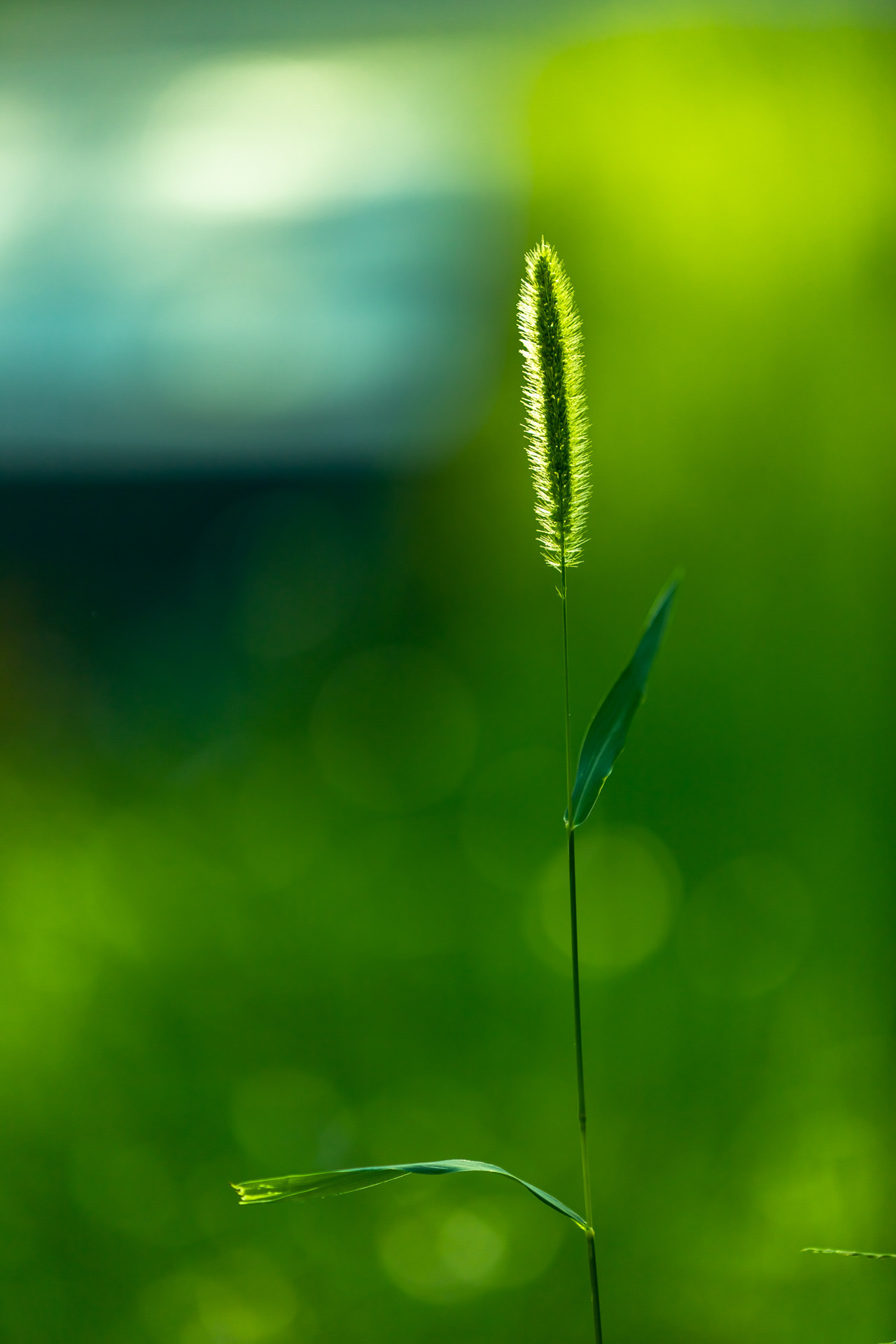 【首发】狗尾巴花(四)