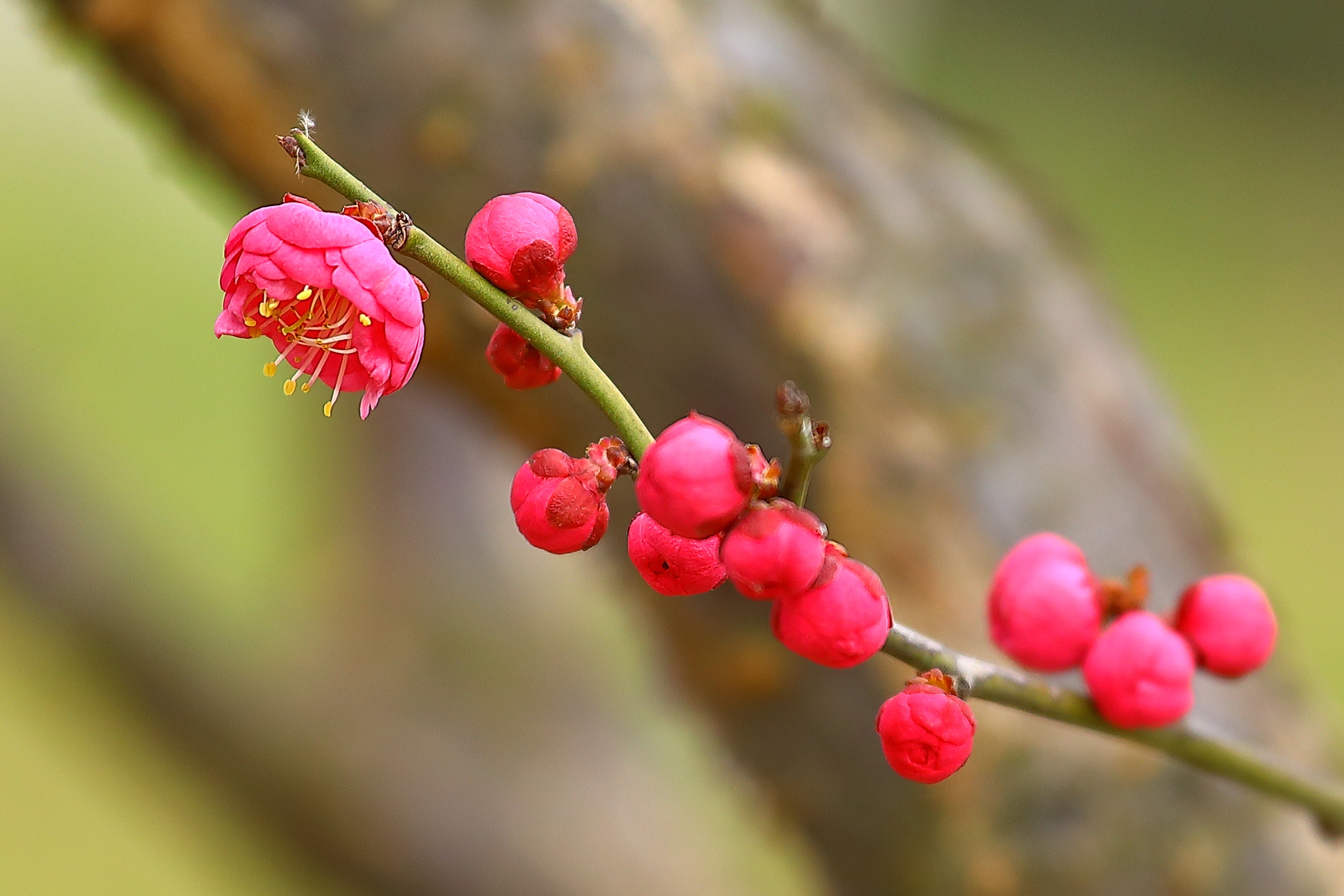 【首发】红梅赞