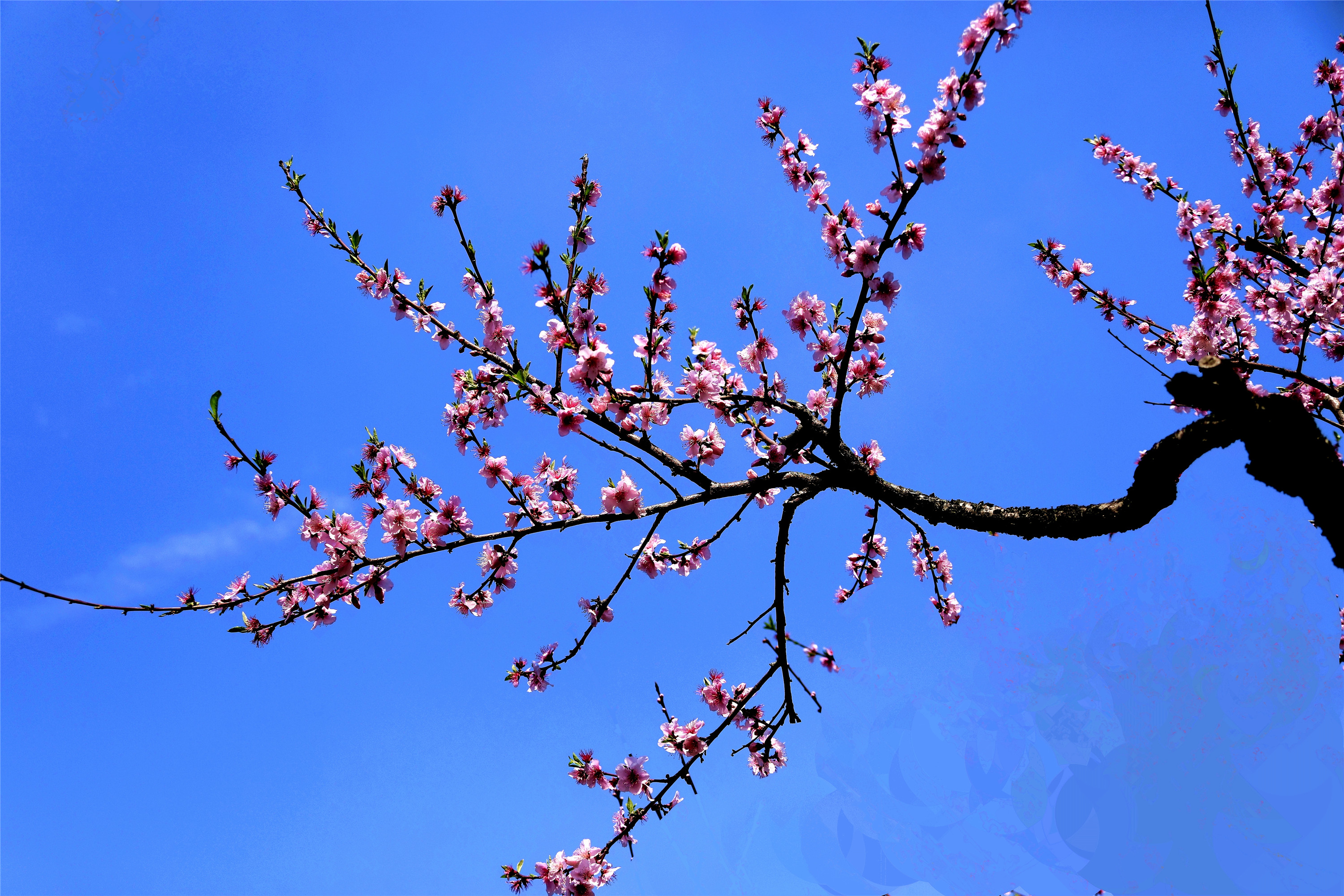 春暖花開鳥語花香疫情已控安康無恙