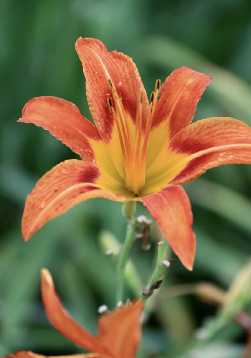 【首发】萱草花