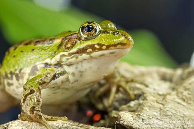 【西窗剪烛】诗词合集(第928集)之——《荷花鸟蛙》【原创首发】