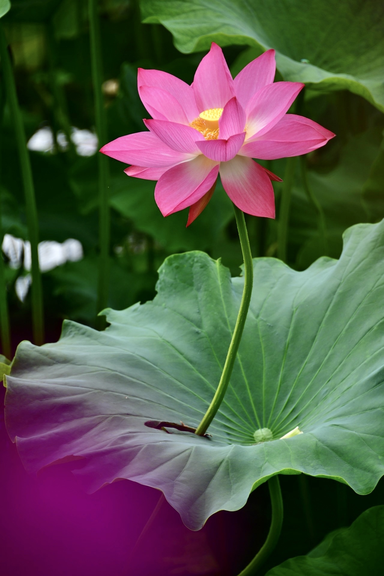青荷盖绿水,芙蓉披红鲜.